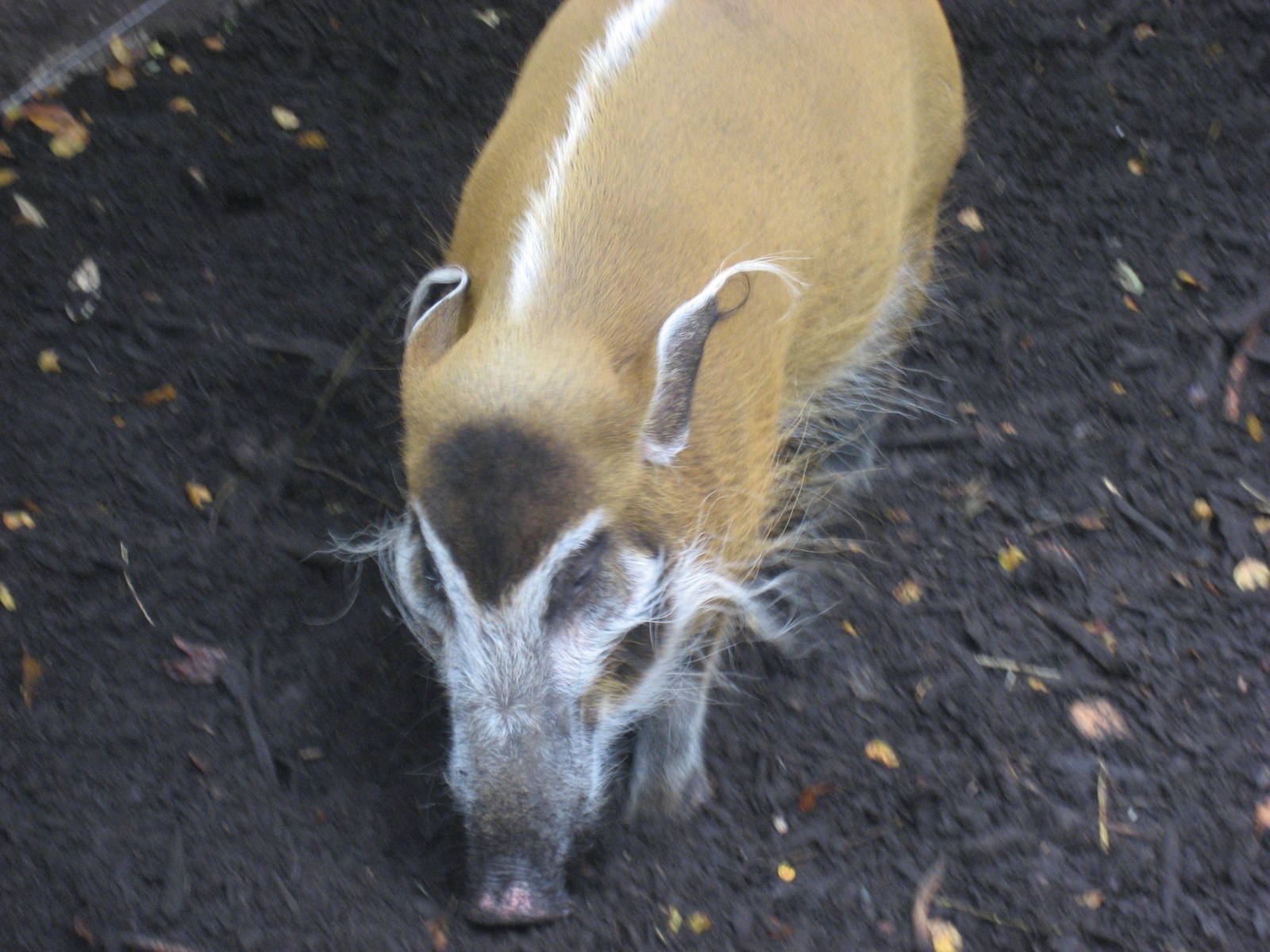 Diergaarde Blijdorp - Red river hog