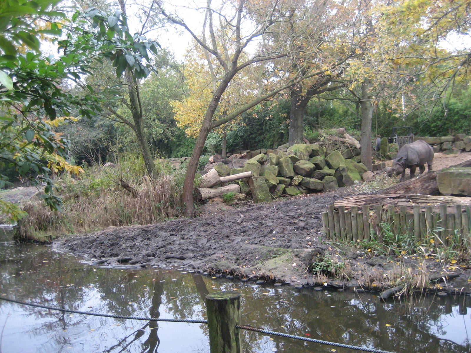 Diergaarde Blijdorp - Rhino exhibit