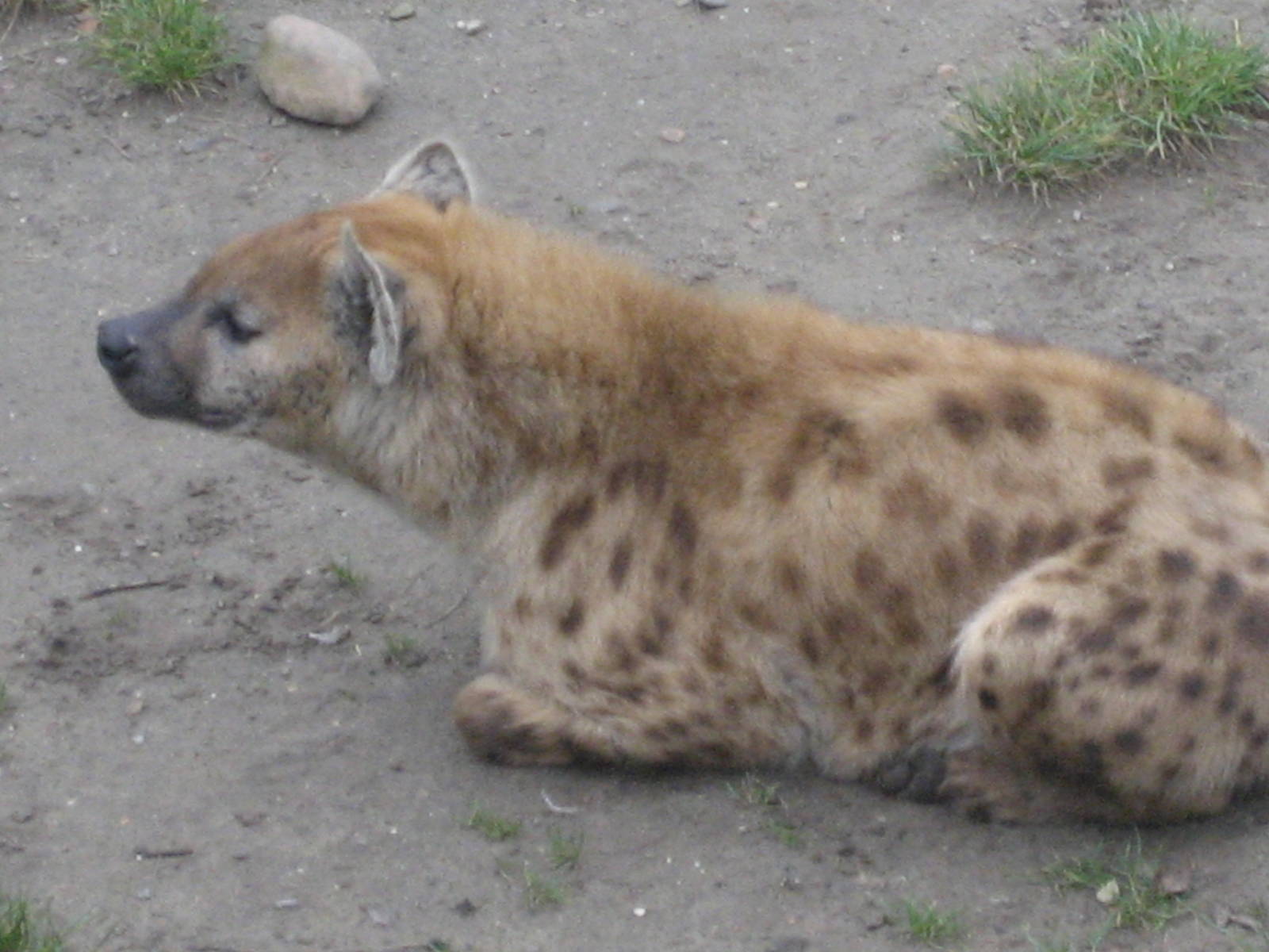 Diergaarde Blijdorp - Spotted hyena