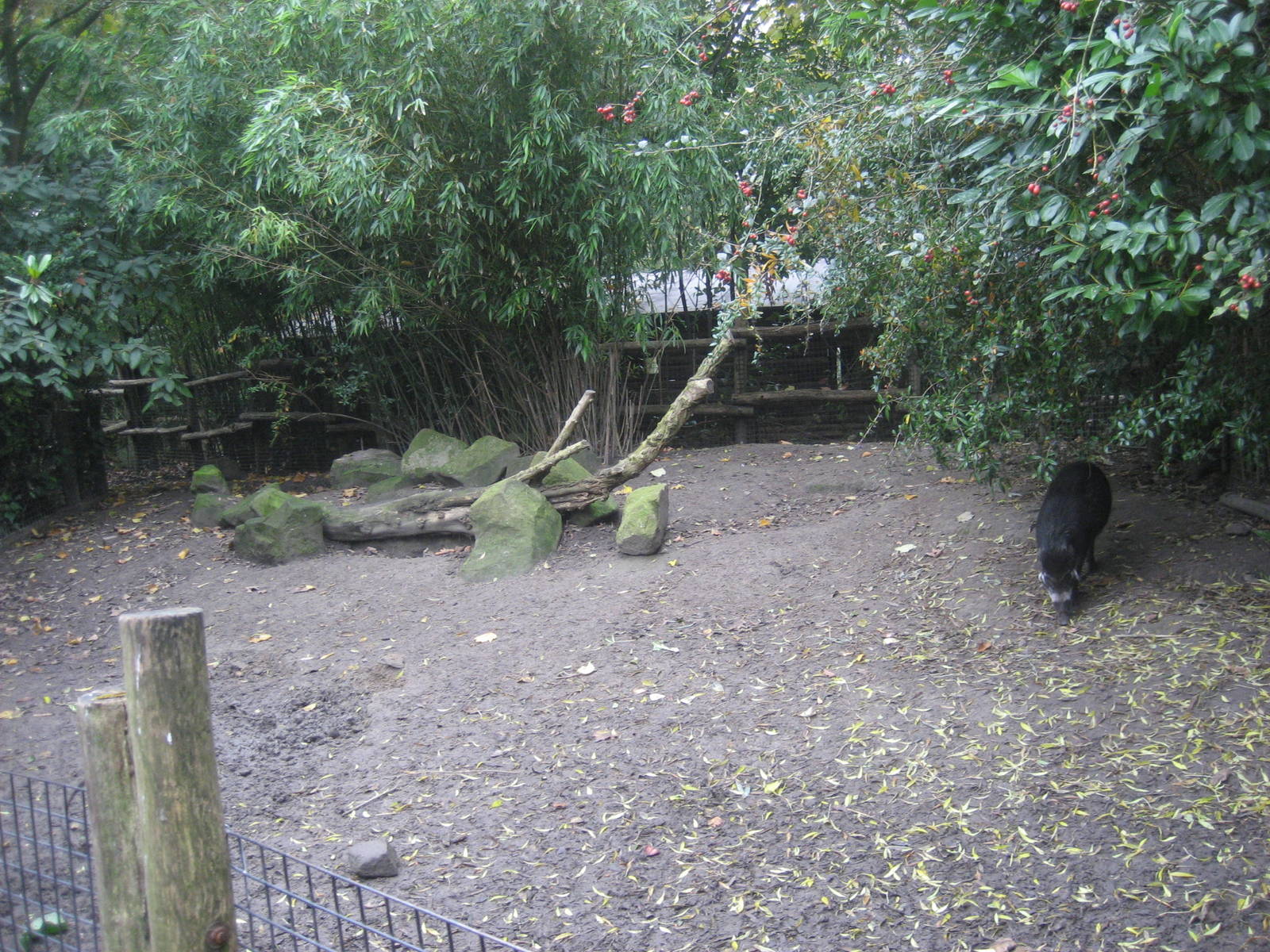 Diergaarde Blijdorp - Visayan warty pig exhibit