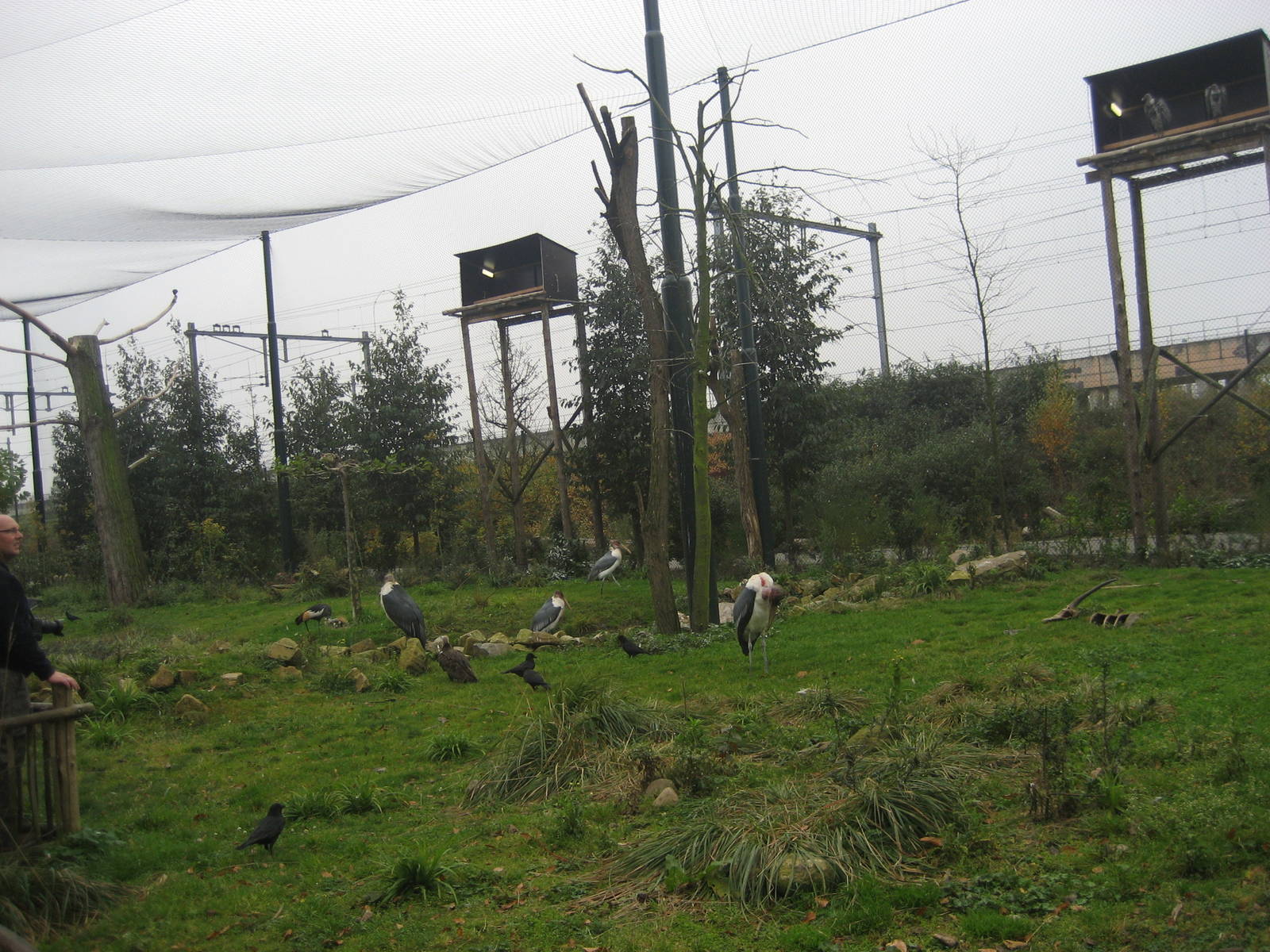 Diergaarde Blijdorp - Vulture aviary