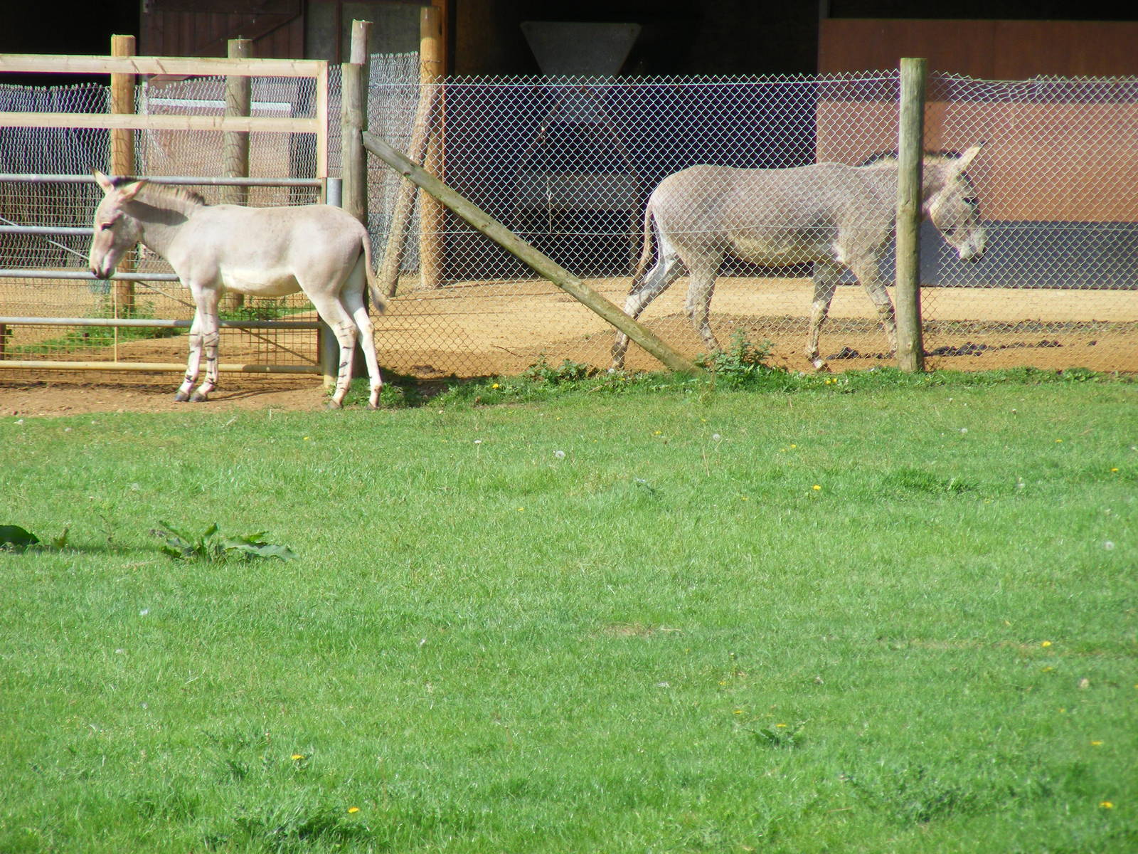 Diesel and Stan the Somali wild asses at Africa Alive!, 13 September 2010