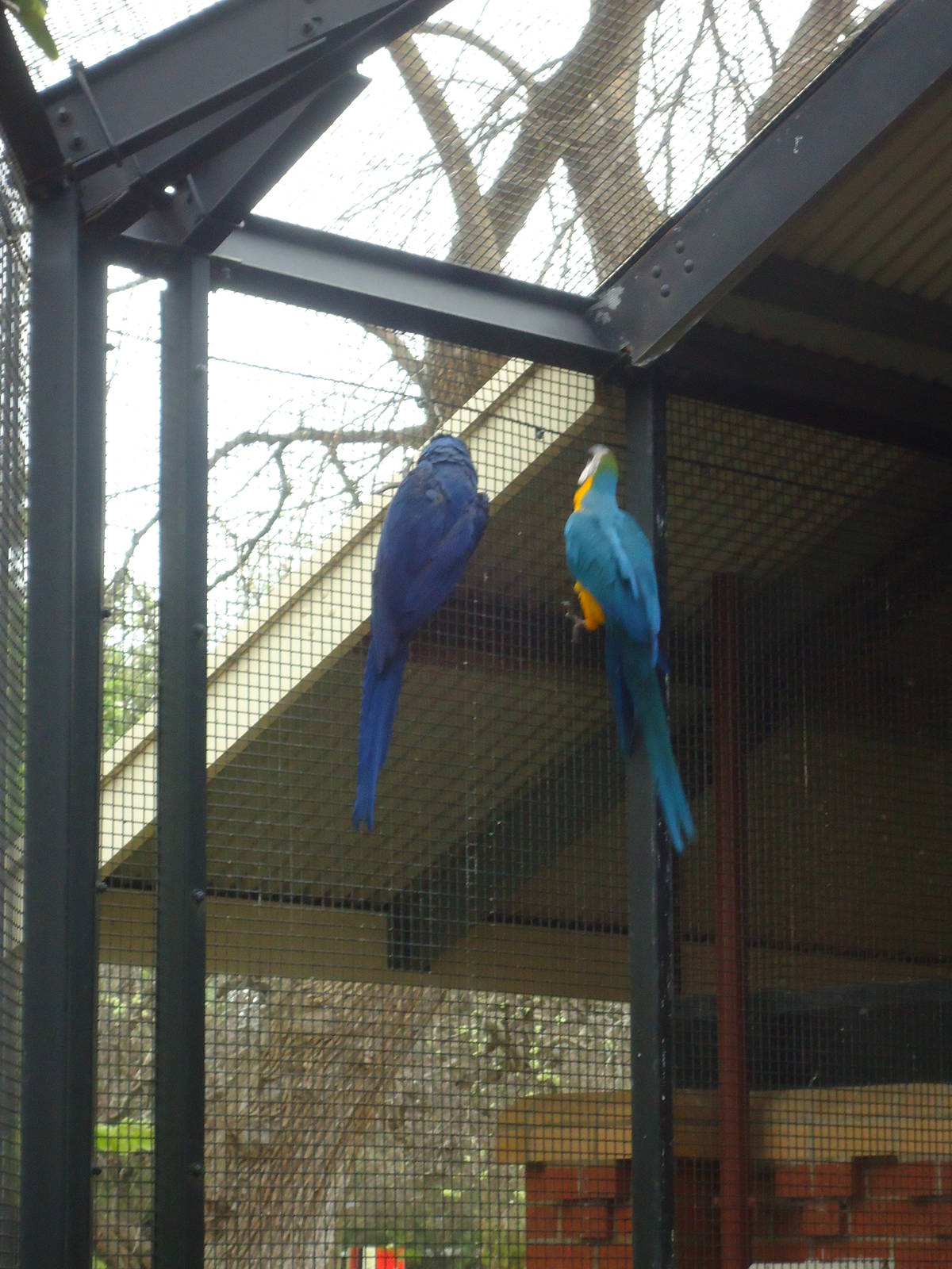 Difference between the Hyacinth and Blue/Gold Macaw