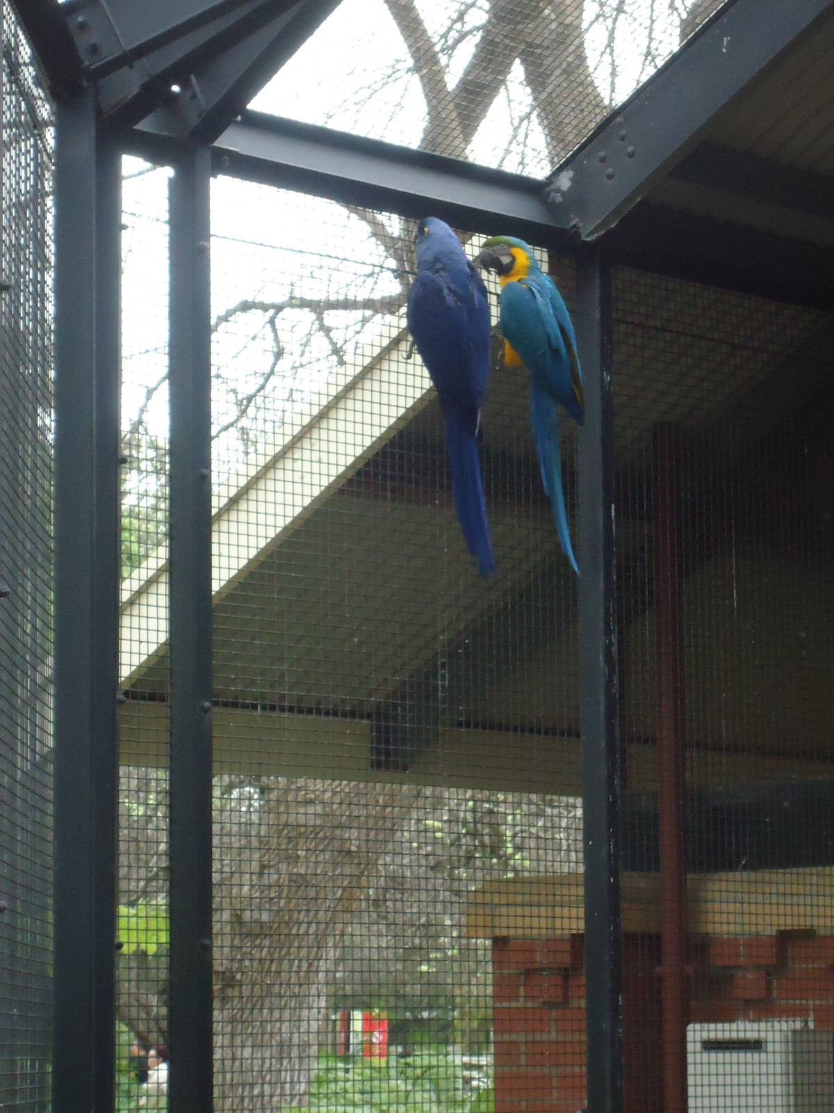 Difference between the Hyacinth and Blue/Gold Macaw