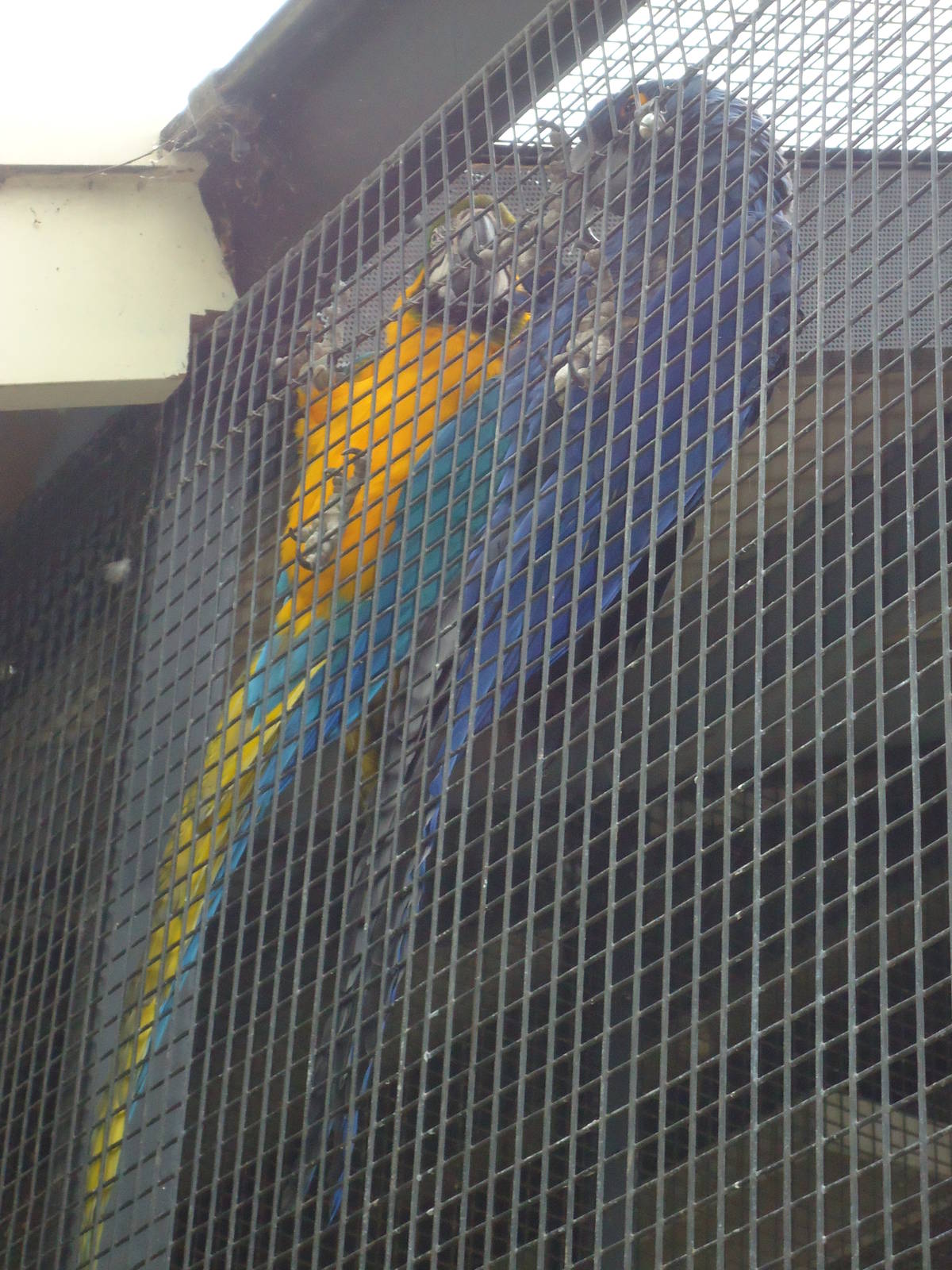 Difference between the Hyacinth and Blue/Gold Macaw