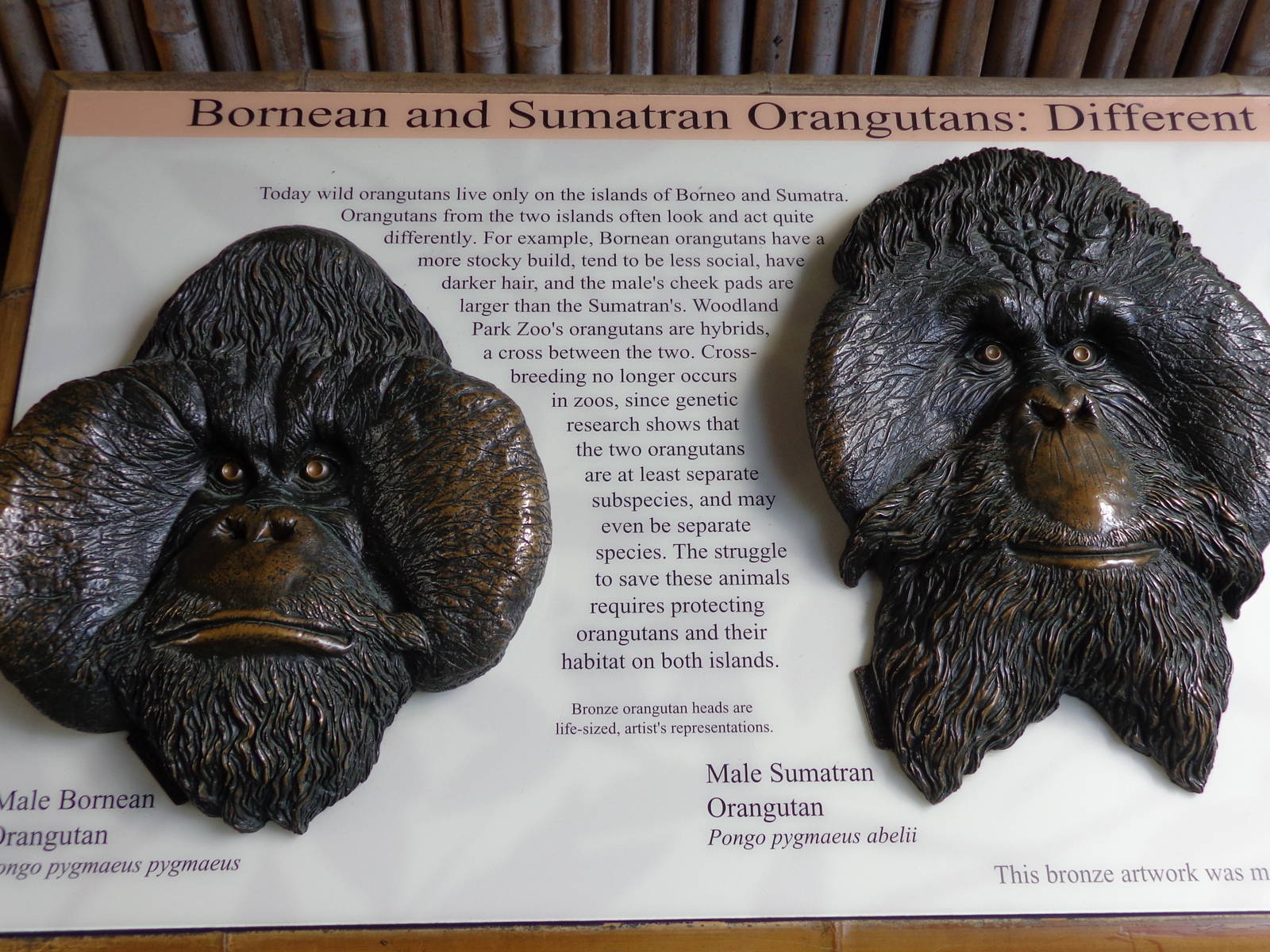 Differences Between Bornean and Sumatran Orangutans