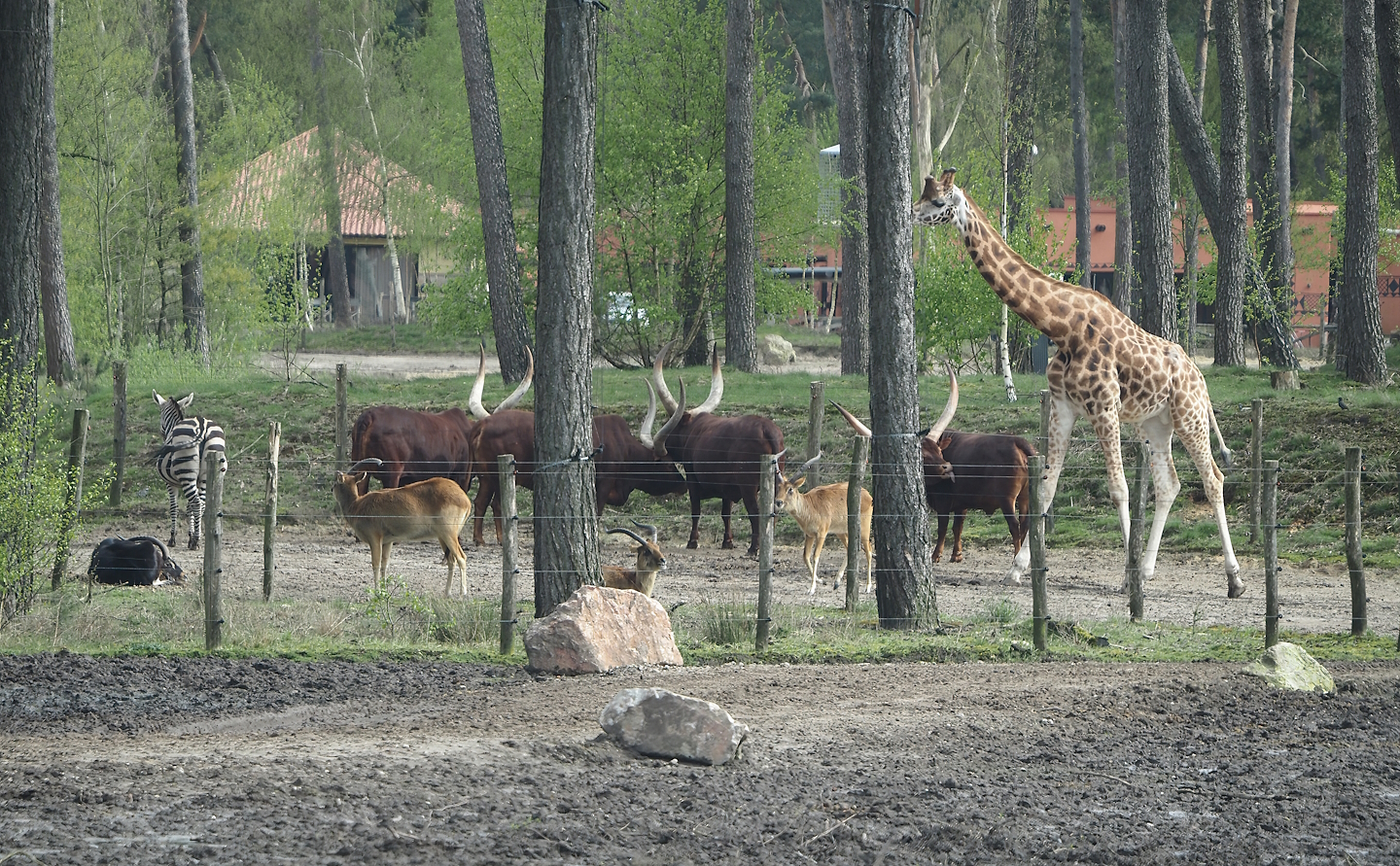 Different animal species in the Safari resort savanna exhibit, 2024-04-06