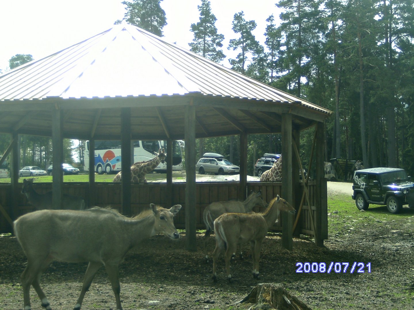 Different animals, Kolmården "Safari" (2008)