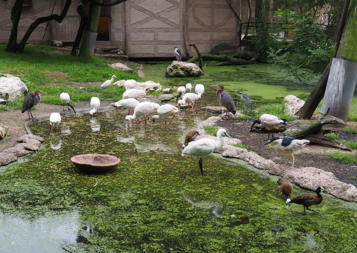 Different bird species in the African waterfront aviary, 2021-07-03