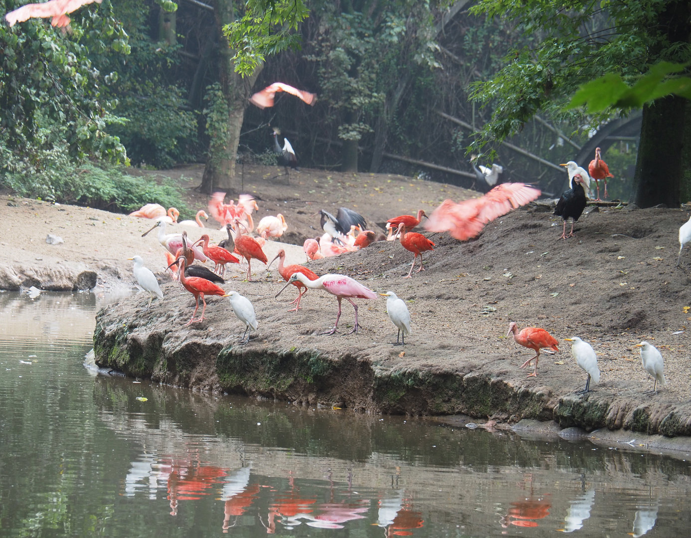 Different bird species in the Cathedral aviary, 2022-09-15