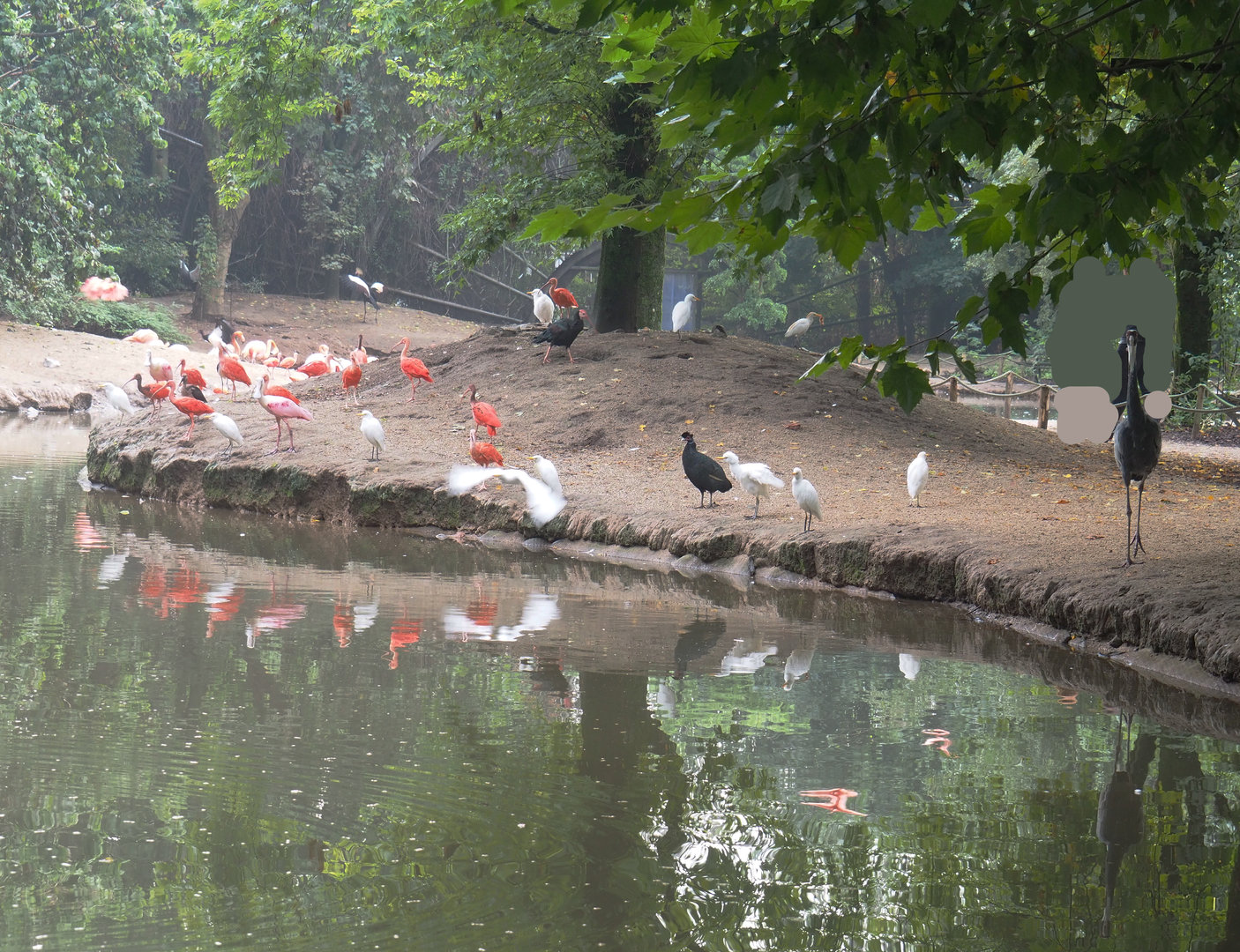 Different bird species in the Cathedral aviary, 2022-09-15