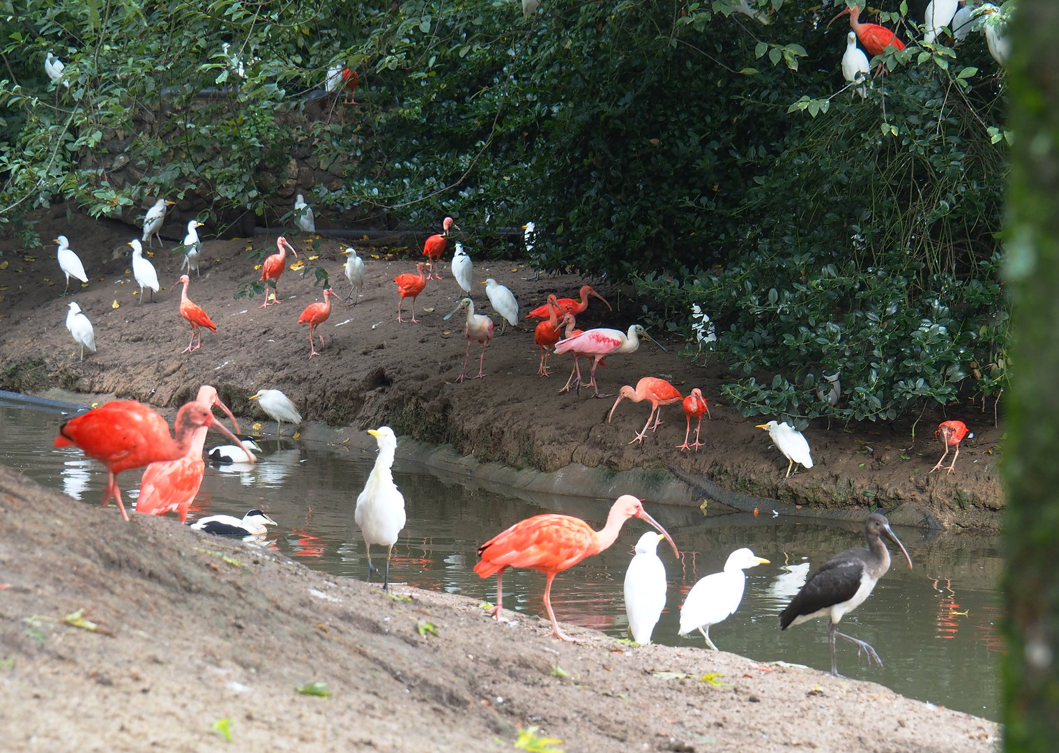 Different bird species in the Cathedral aviary, 2022-09-15