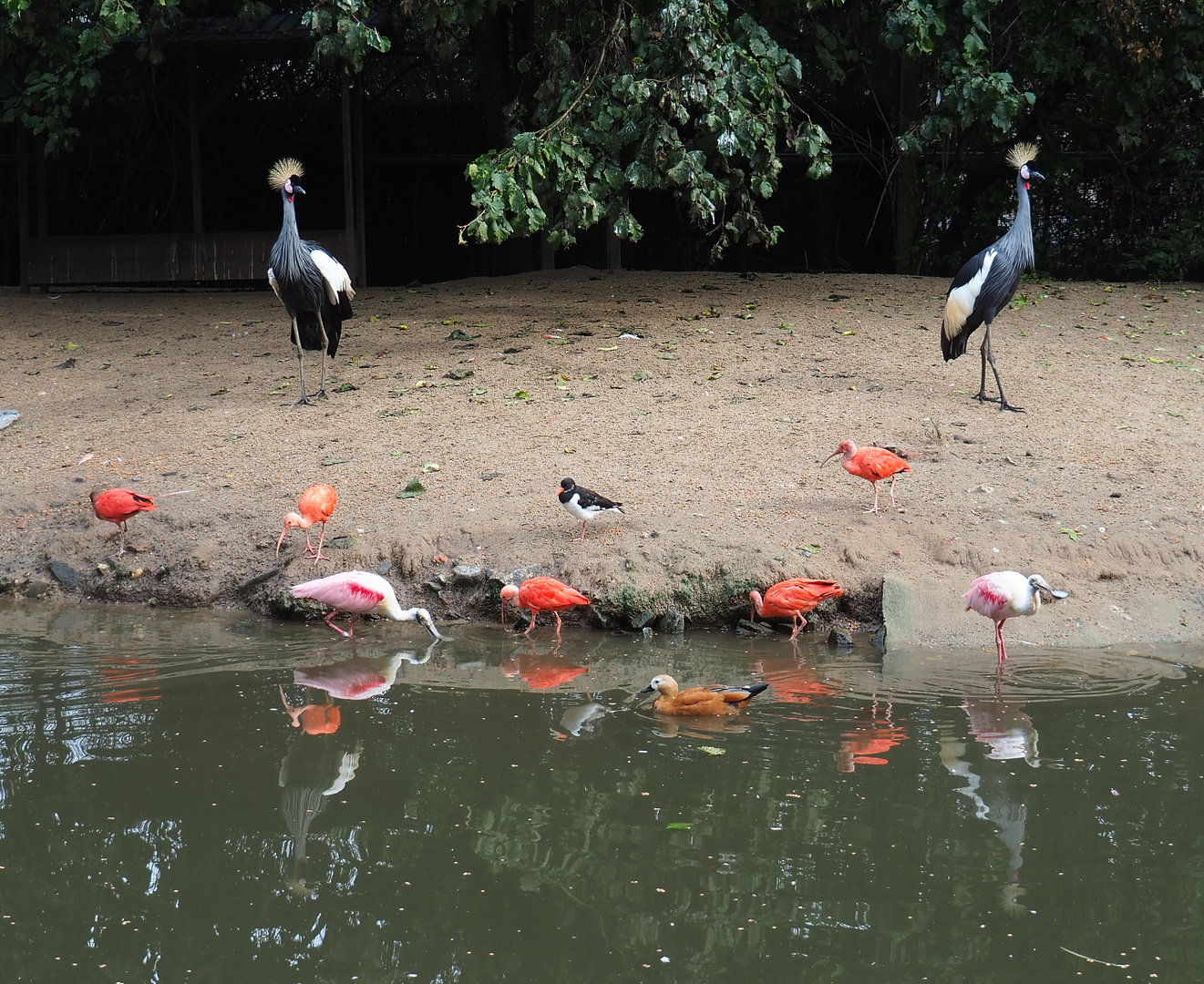 Different bird species in the Cathedral aviary, 2022-09-15