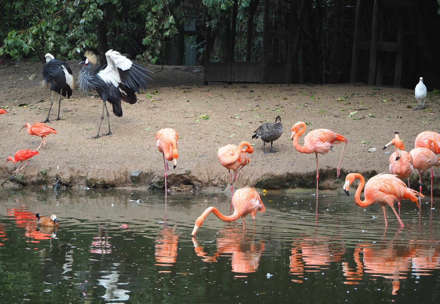 Different bird species in the Cathedral aviary, 2022-09-15