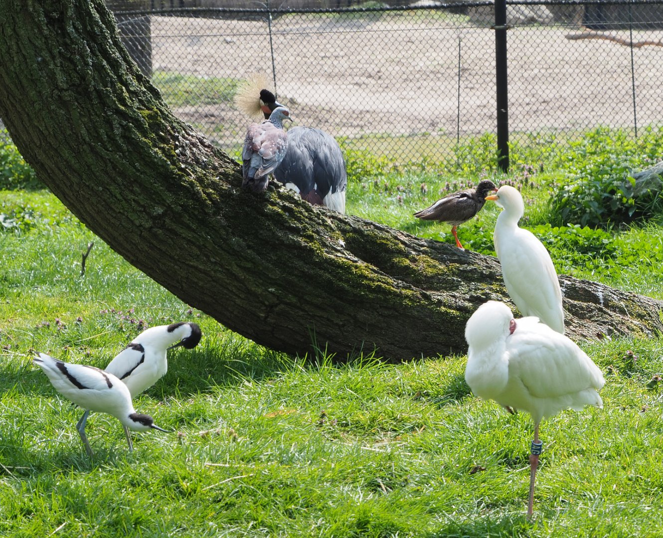 Different birds housed in the African waterfront aviary, 2021-04-20