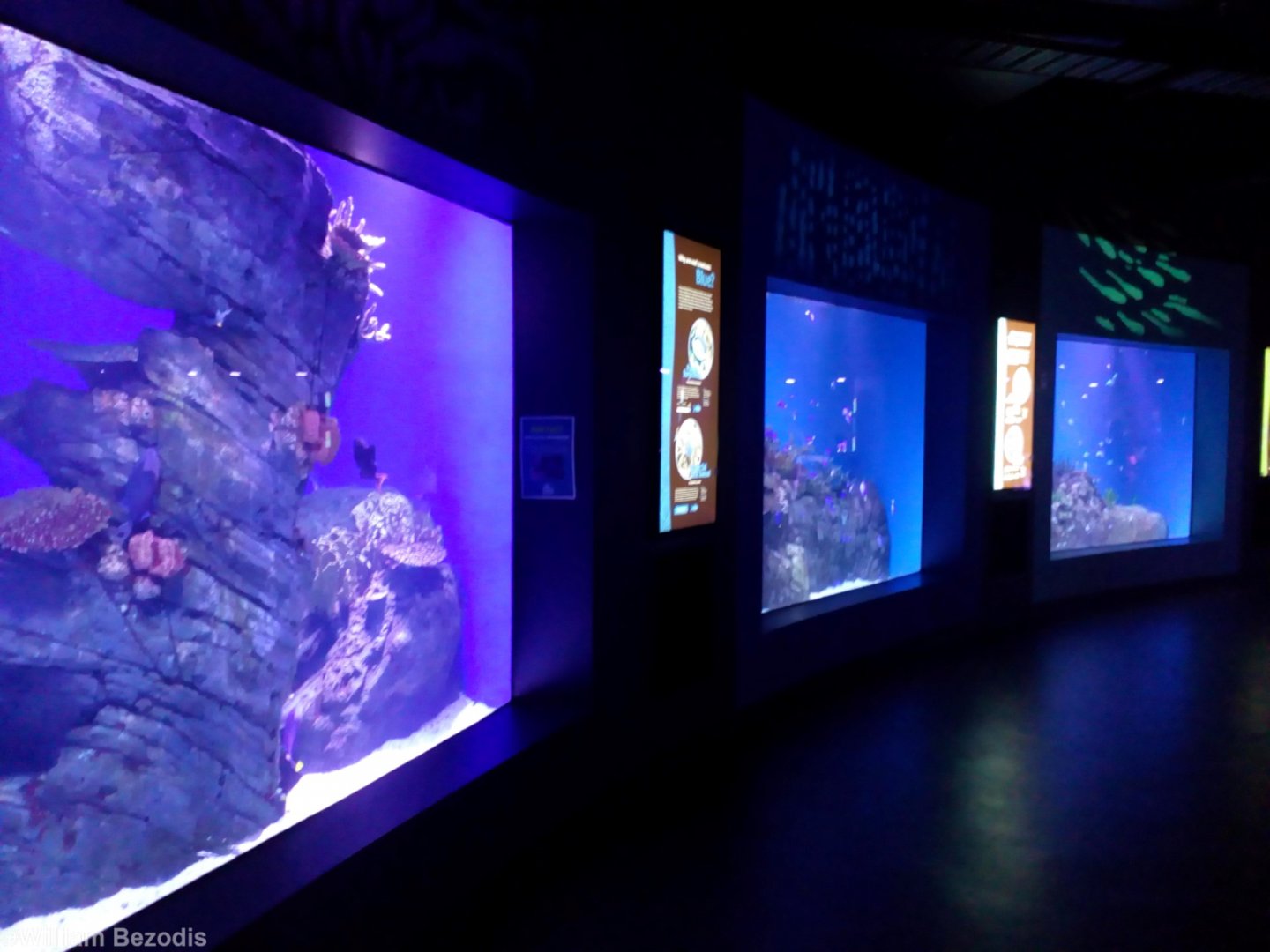 Different Colours of Fish Tanks