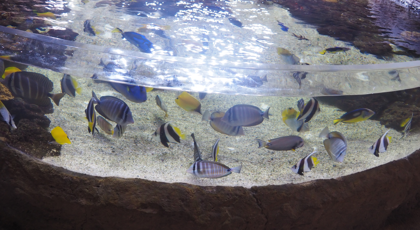 Different fish species in the open-topped reef tank, 2022-09-14