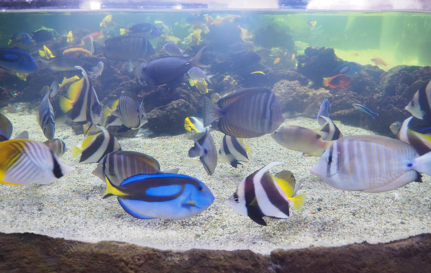 Different fish species in the open-topped reef tank, 2022-09-14