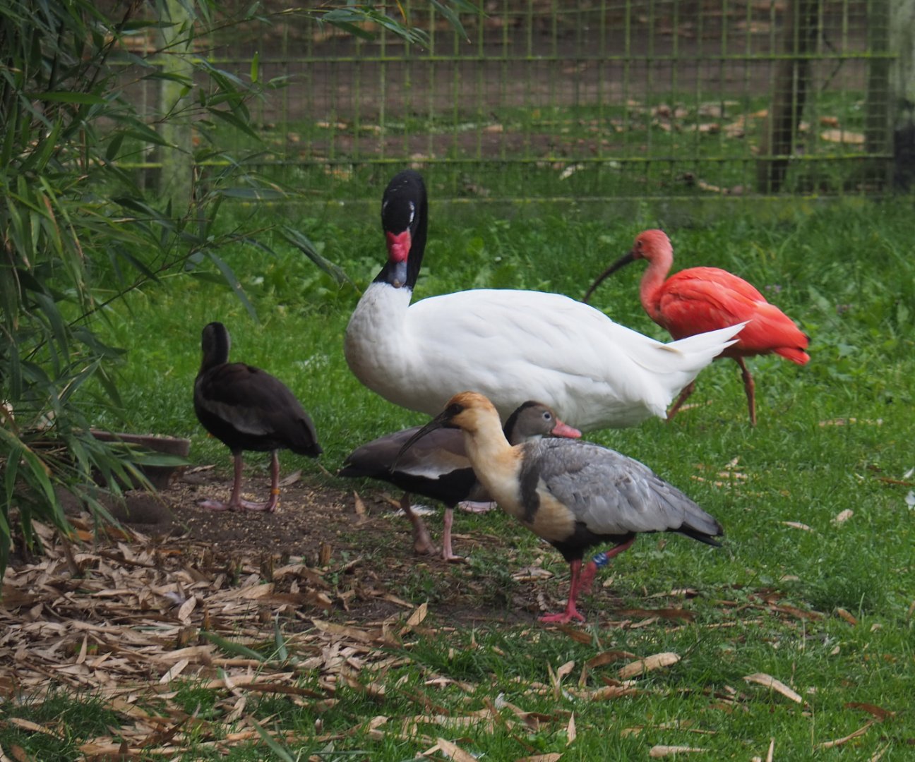 Different inhabitants of the South American aviary, 2020-10-19