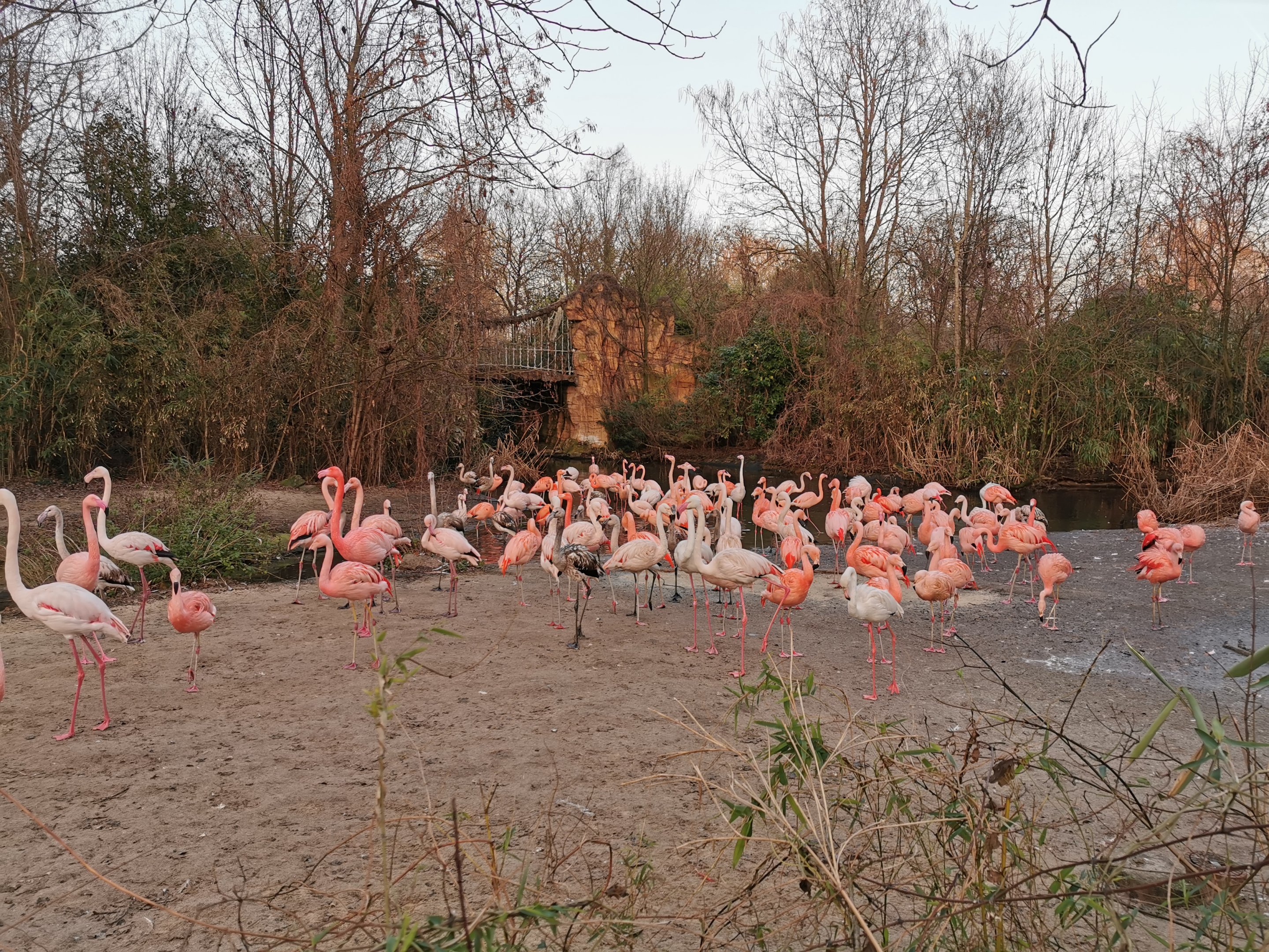 Different kinds of flamingos - "Afrika Sambesi"