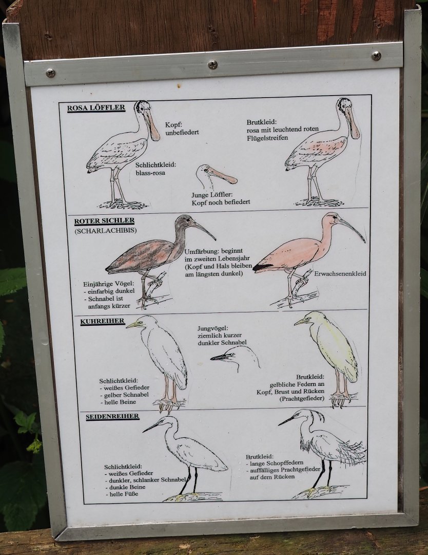 Different plumages of the birds in the large wetland walk-through aviary signage, 2025-05-22