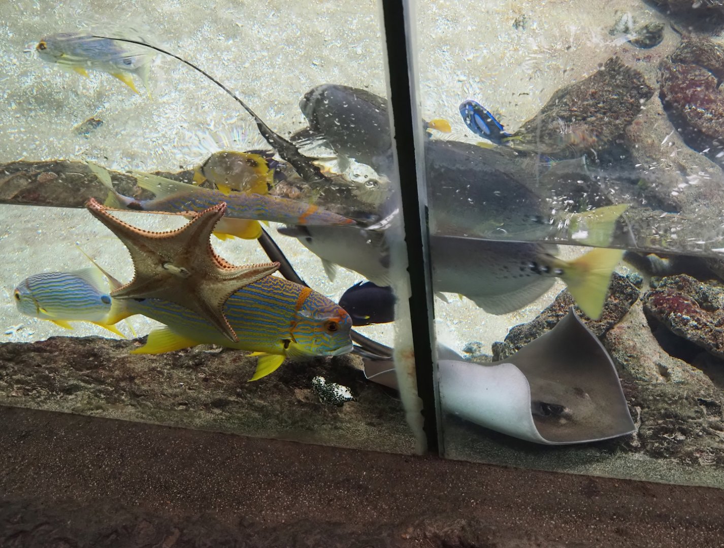 Different species in mangrove exhibit, 2024-06-30