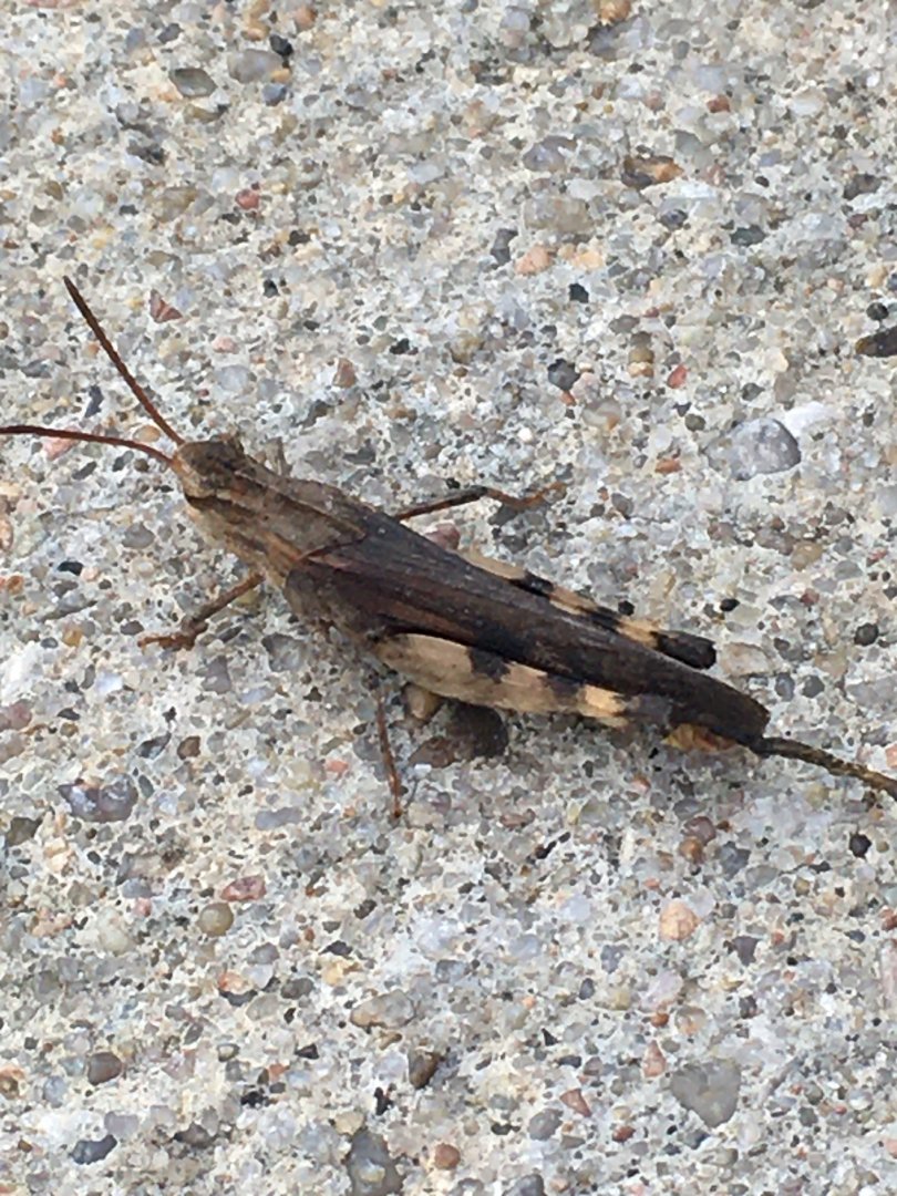 Differential Grasshopper