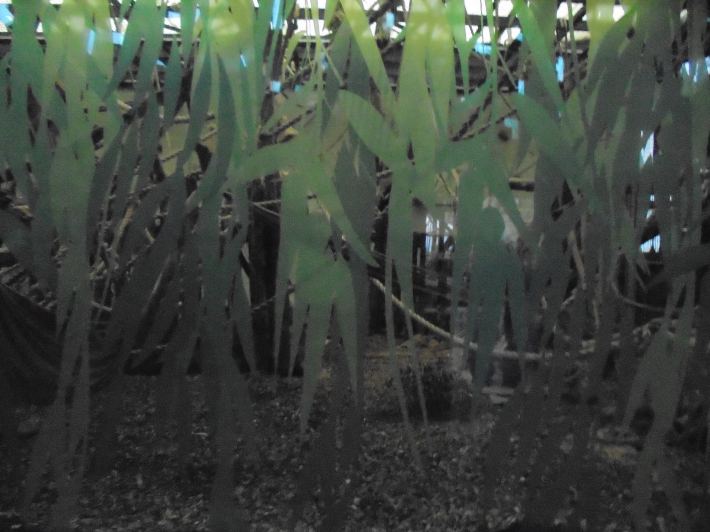 Difficult Gorilla Viewing