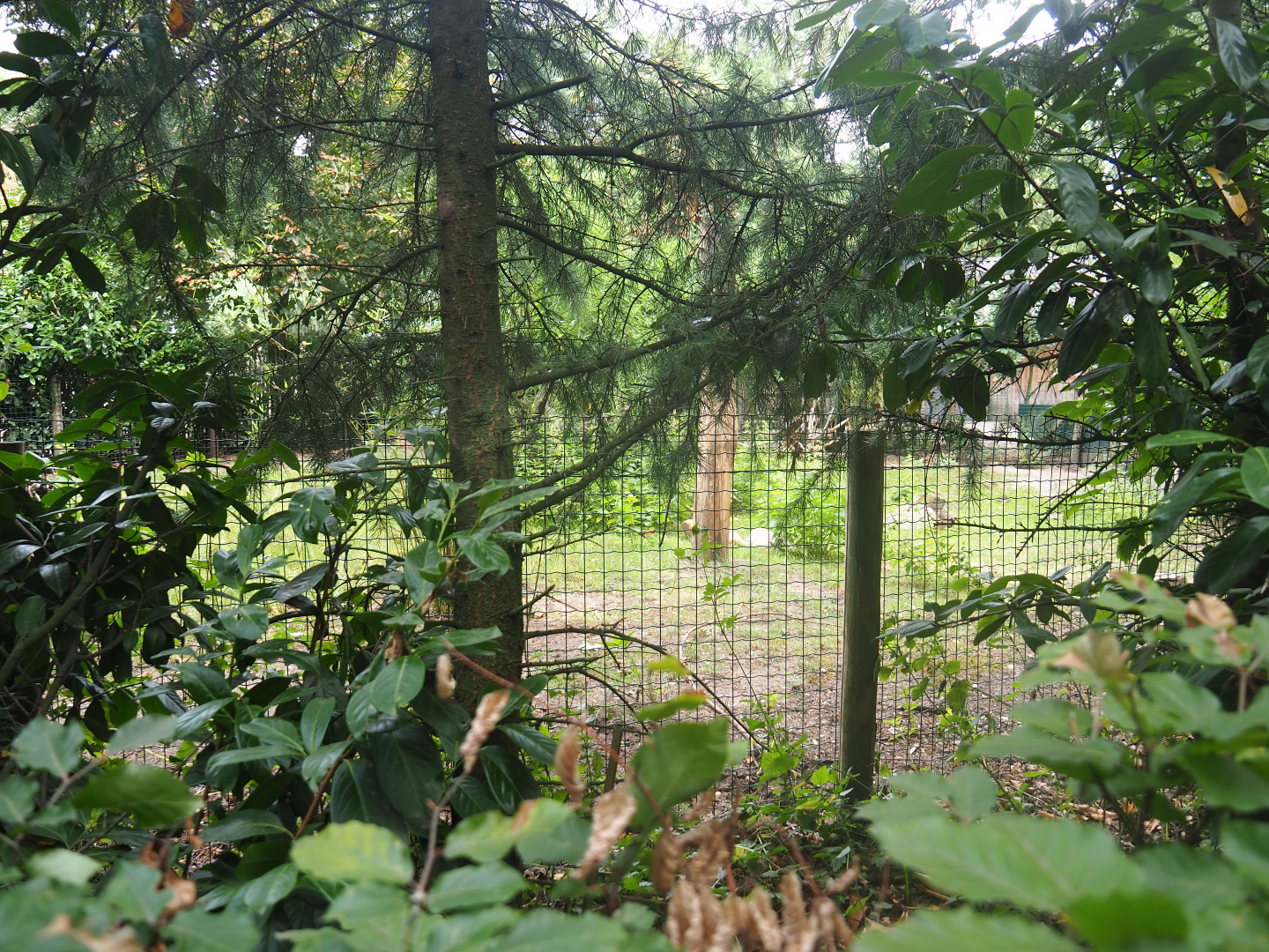 Difficult viewing into second giant anteater paddock, 2019-08-11