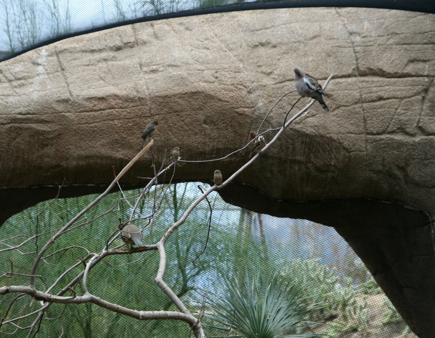 diffrent desert bird species