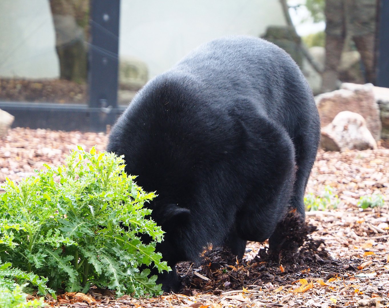 Digging Asiatic black bear (Ursus thibetanus), 2019-10-05