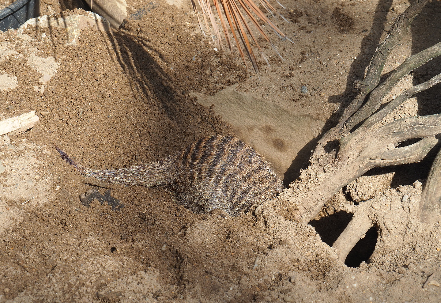 Digging Banded mongoose (Mungos mungo), 2022-07-03