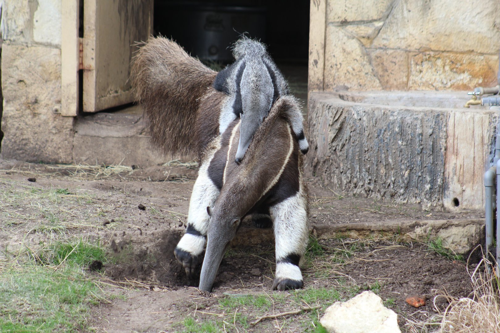Digging Giant Anteater With Young