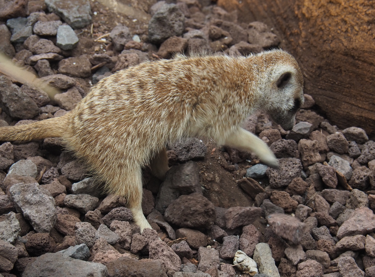 Digging meerkat (Suricata suricatta), 2020-09-03