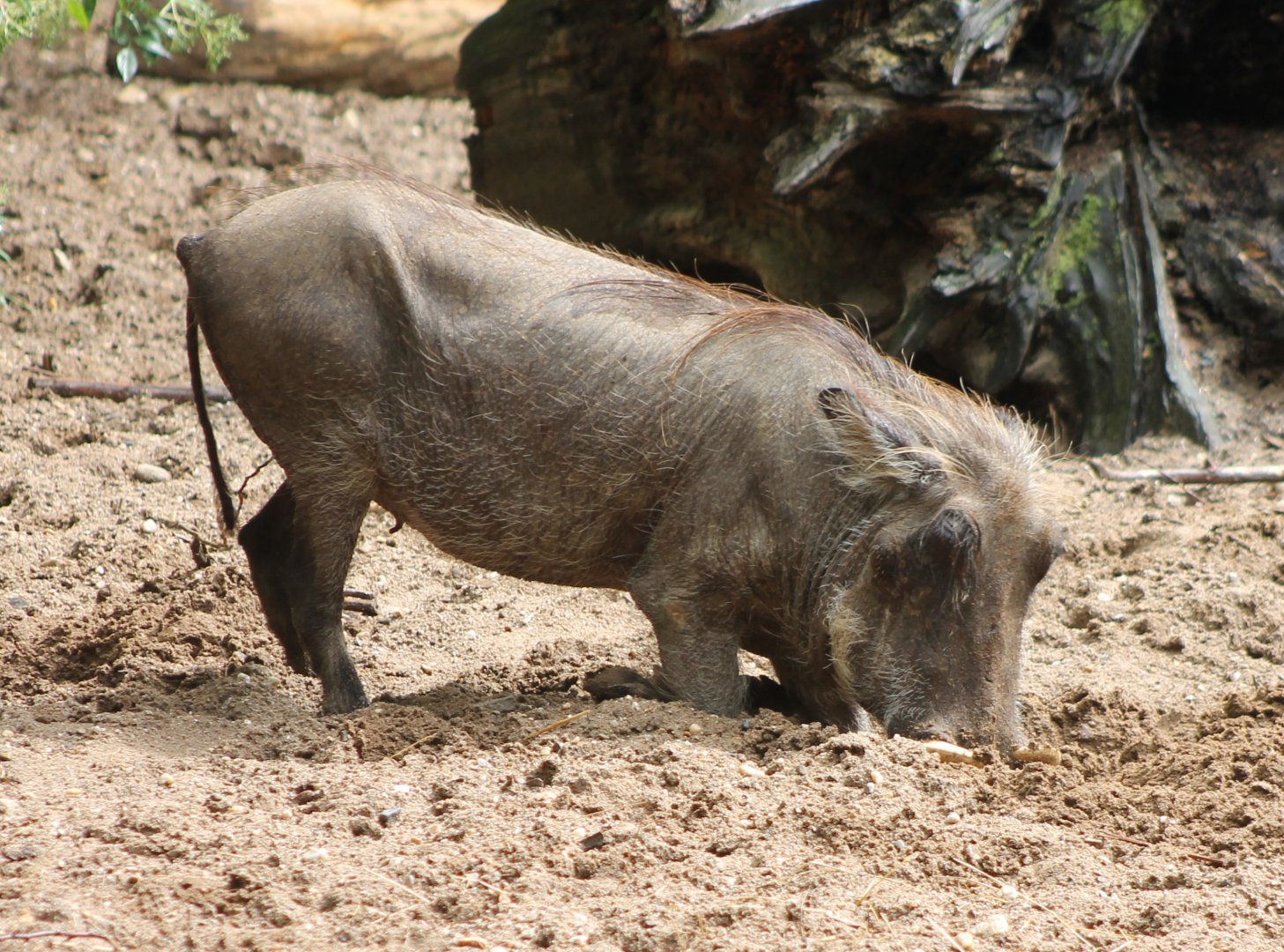 Digging Warthog