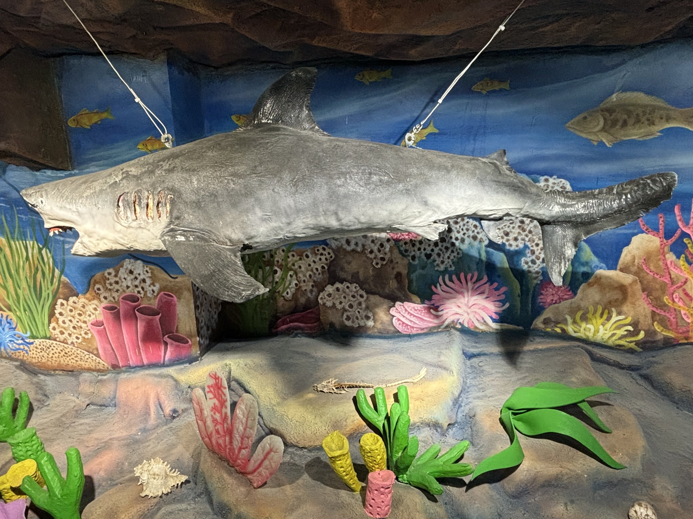 Digital Gallery - Bull Shark