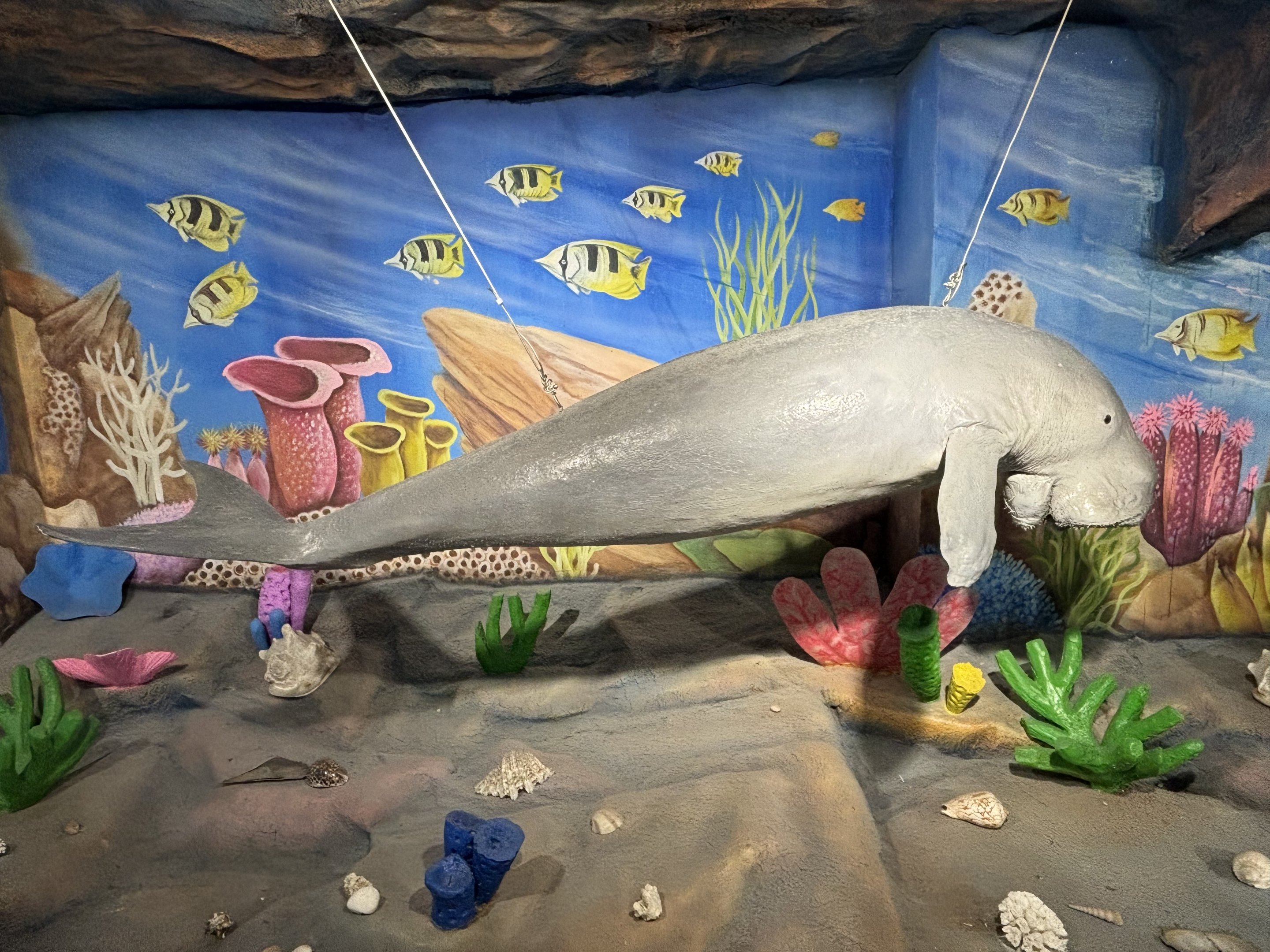 Digital Gallery - Dugong