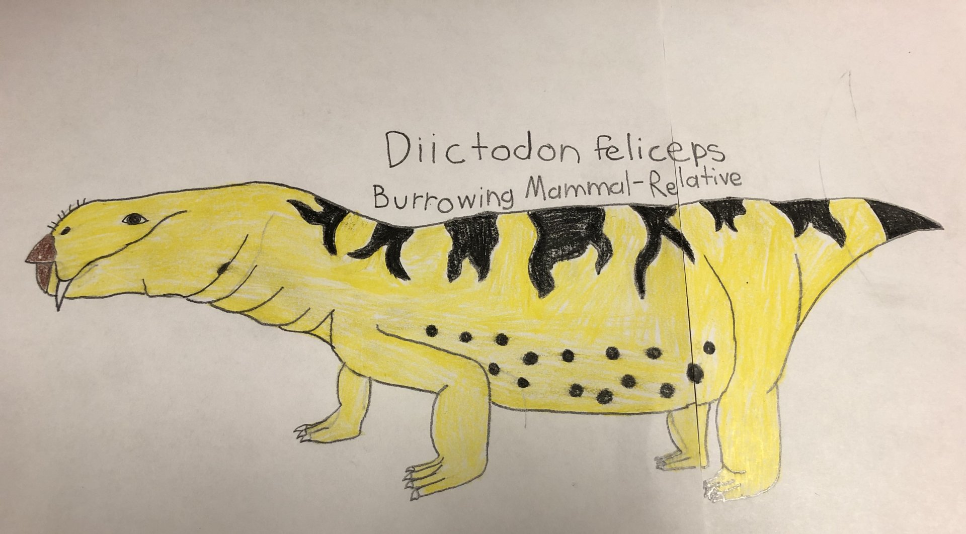 Diictodon feliceps