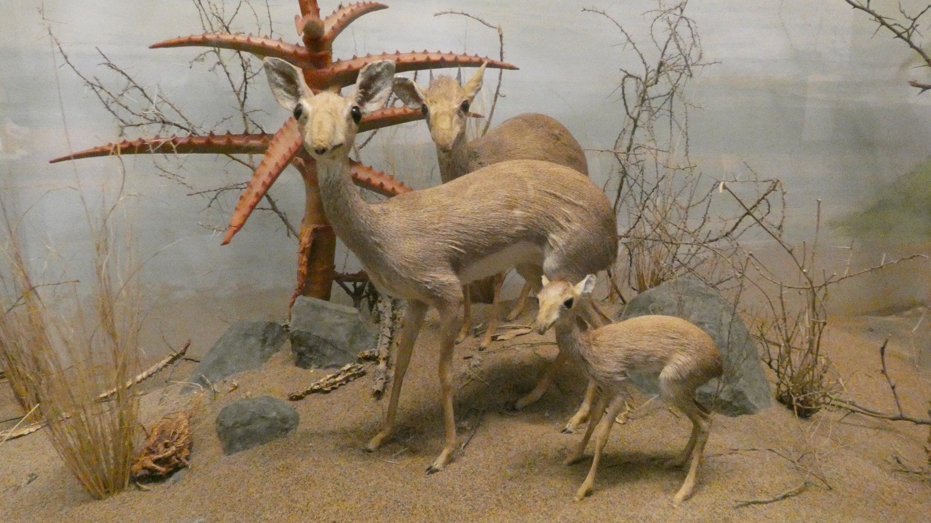 Dik-dik, Africa - Feb. 2022