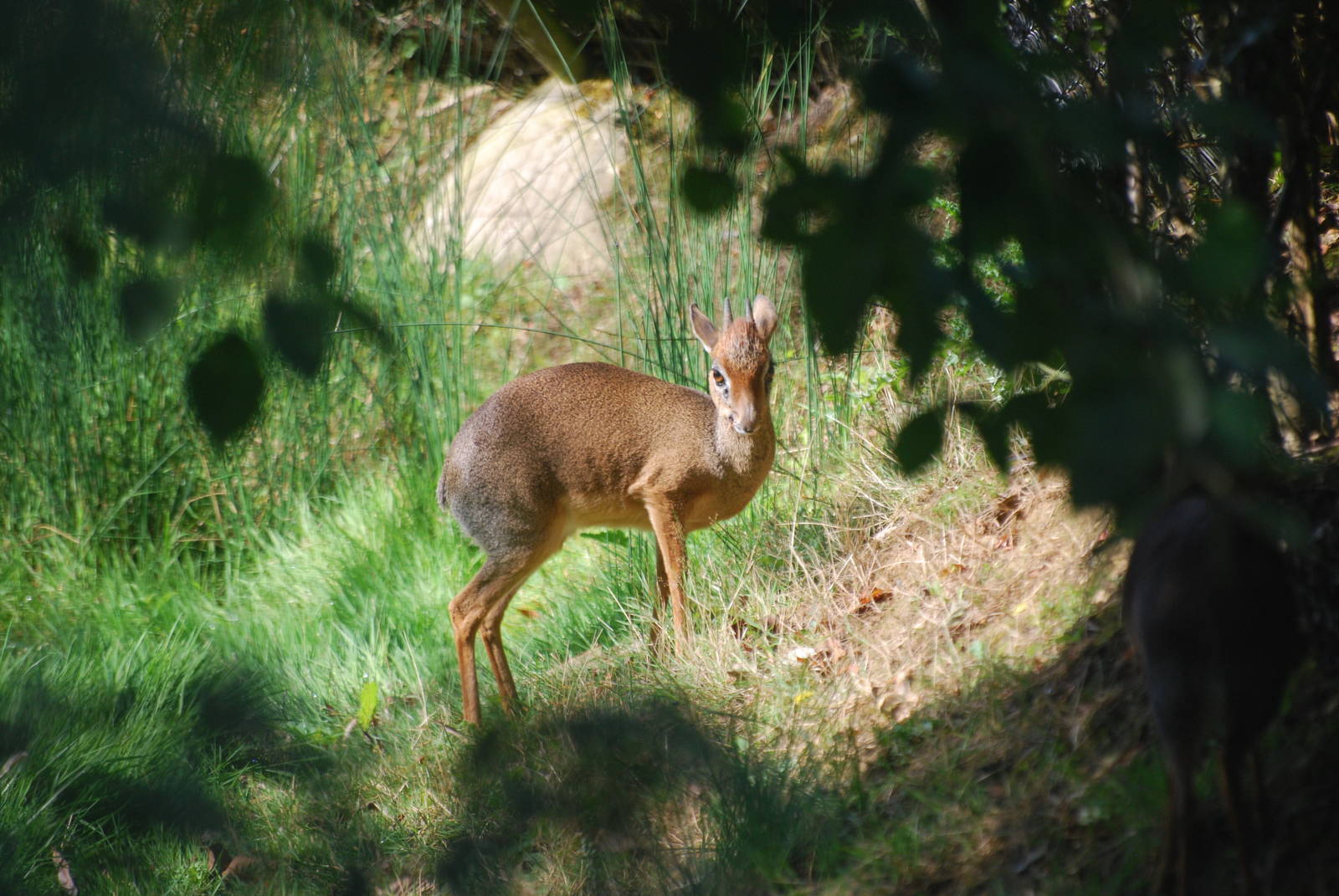 Dik-dik among the trees