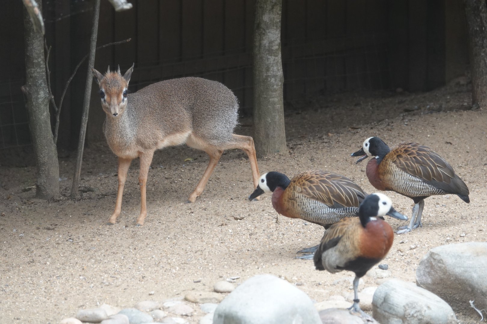 Dik-dik and whistling ducks