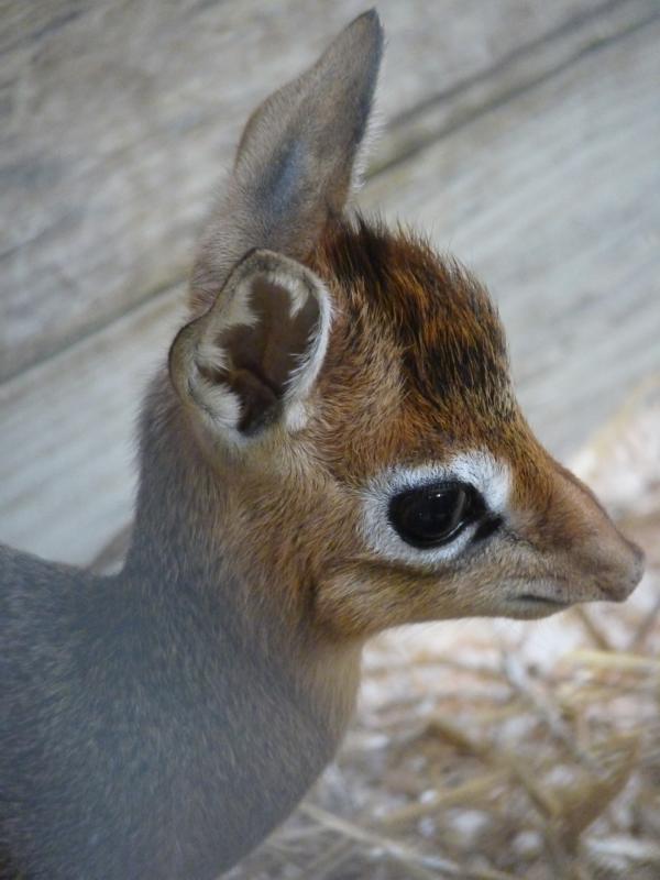 Dik-Dik Calf