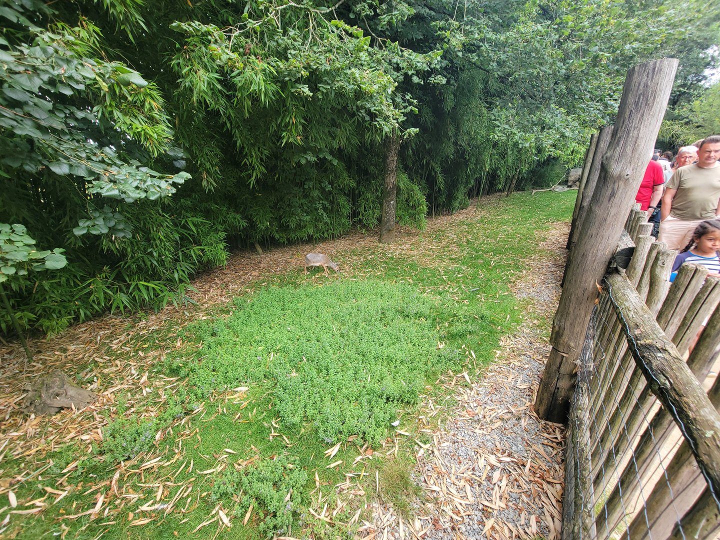 Dik-Dik, Cranes and Storks exhibit