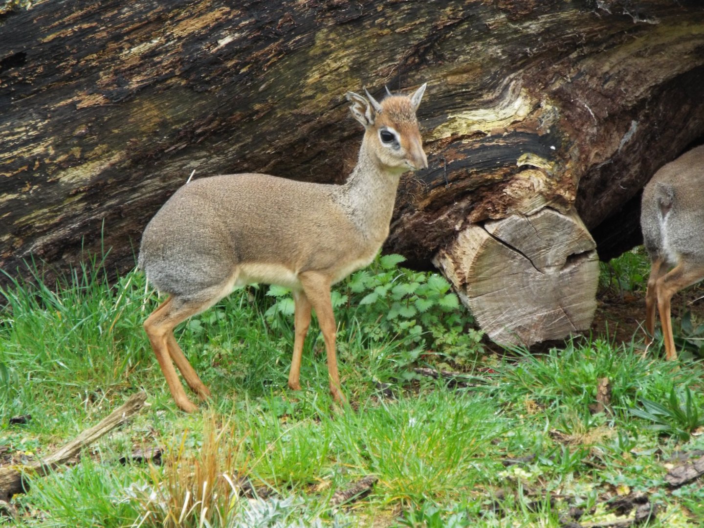 Dik-dik - CWP