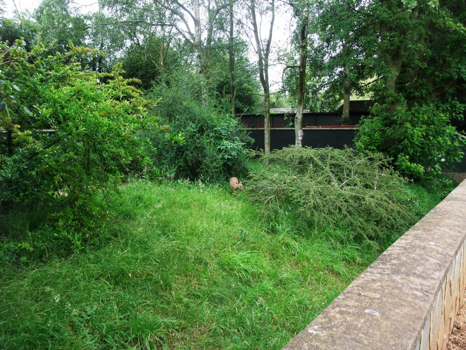 Dik-Dik Enclosure at Twycross, 01/07/12