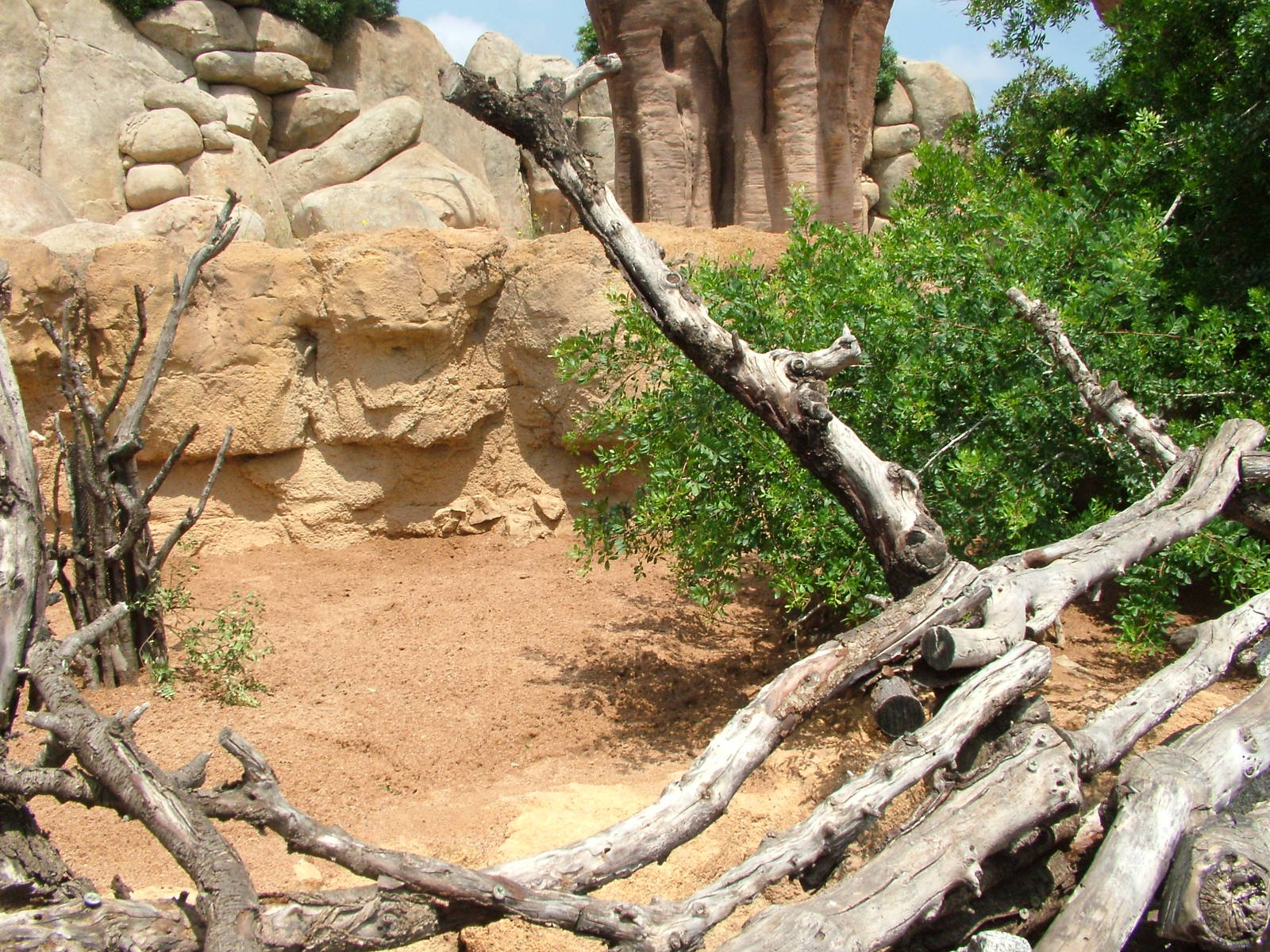 Dik-dik Exhibit at Bioparc Valencia, 28/05/11