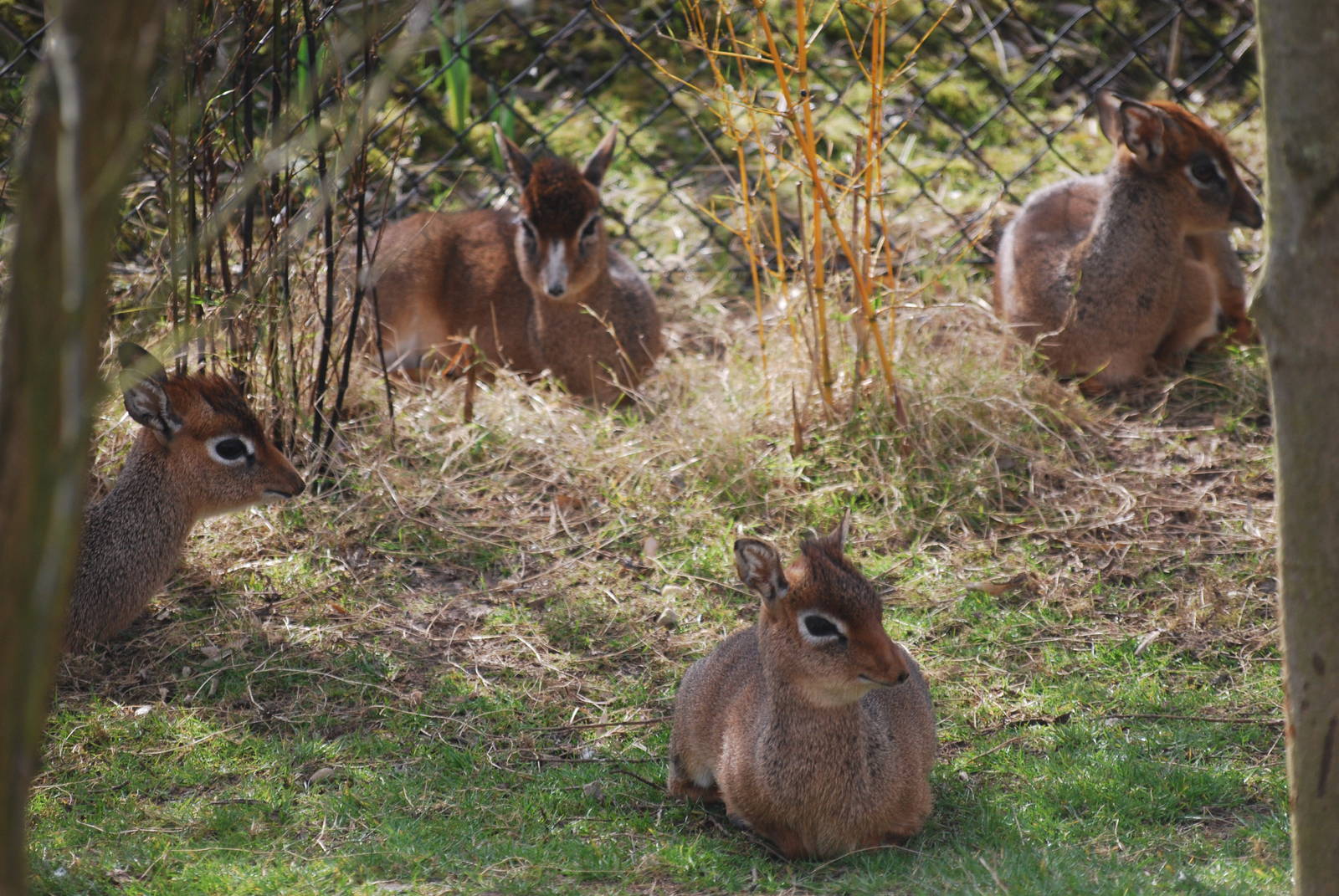 Dik-dik herd