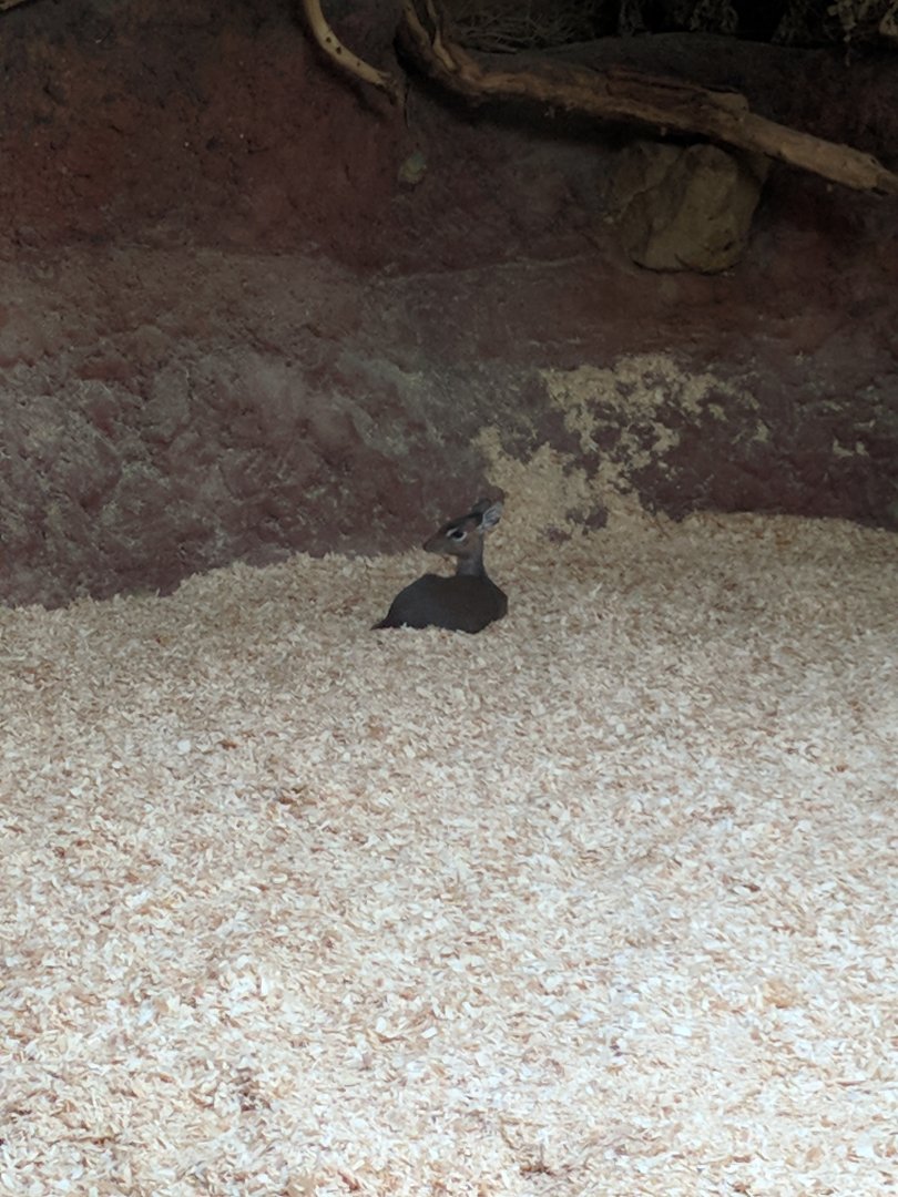 Dik Dik ID Zoo Praha 2018