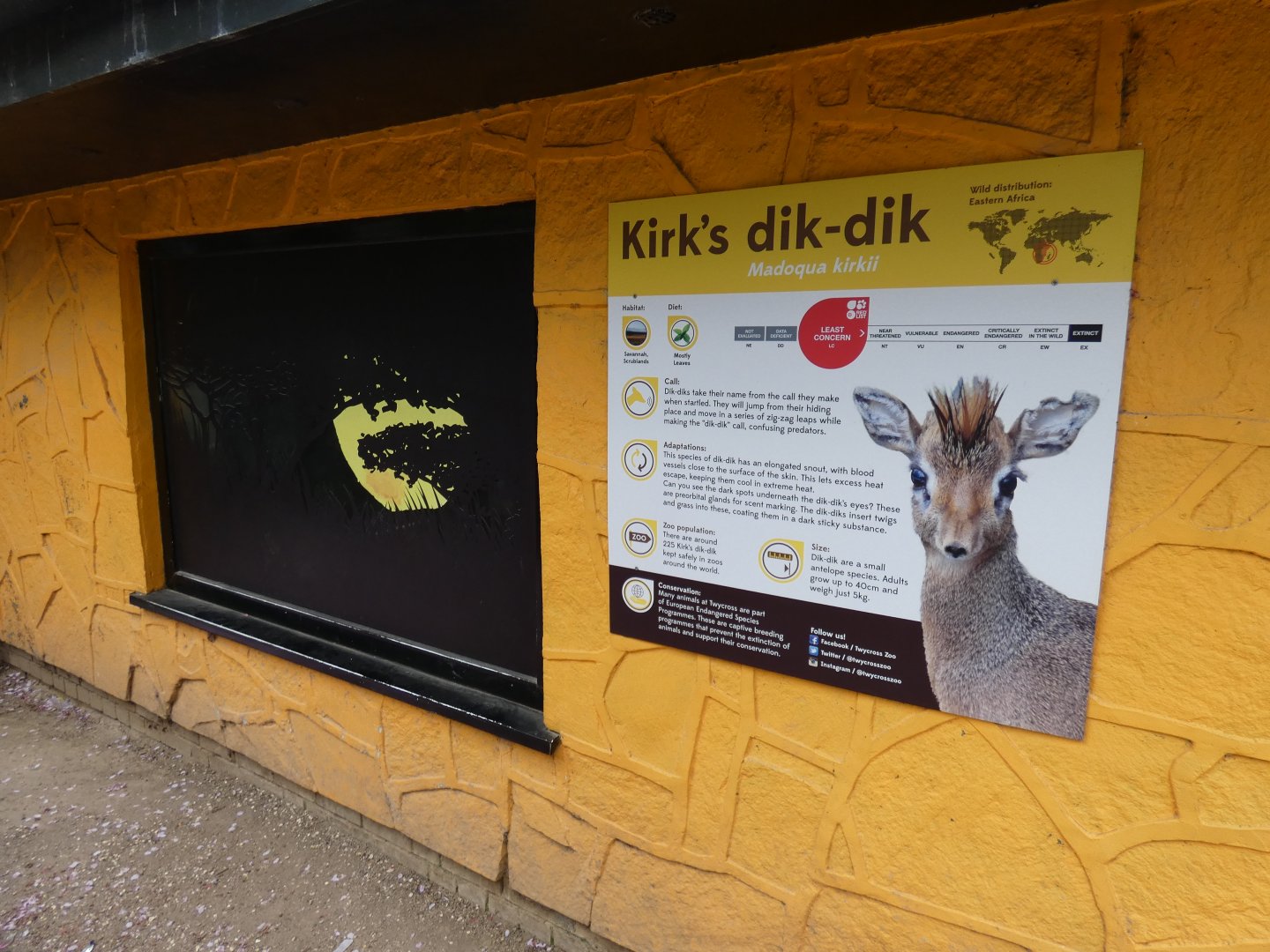 Dik-dik indoor viewing area