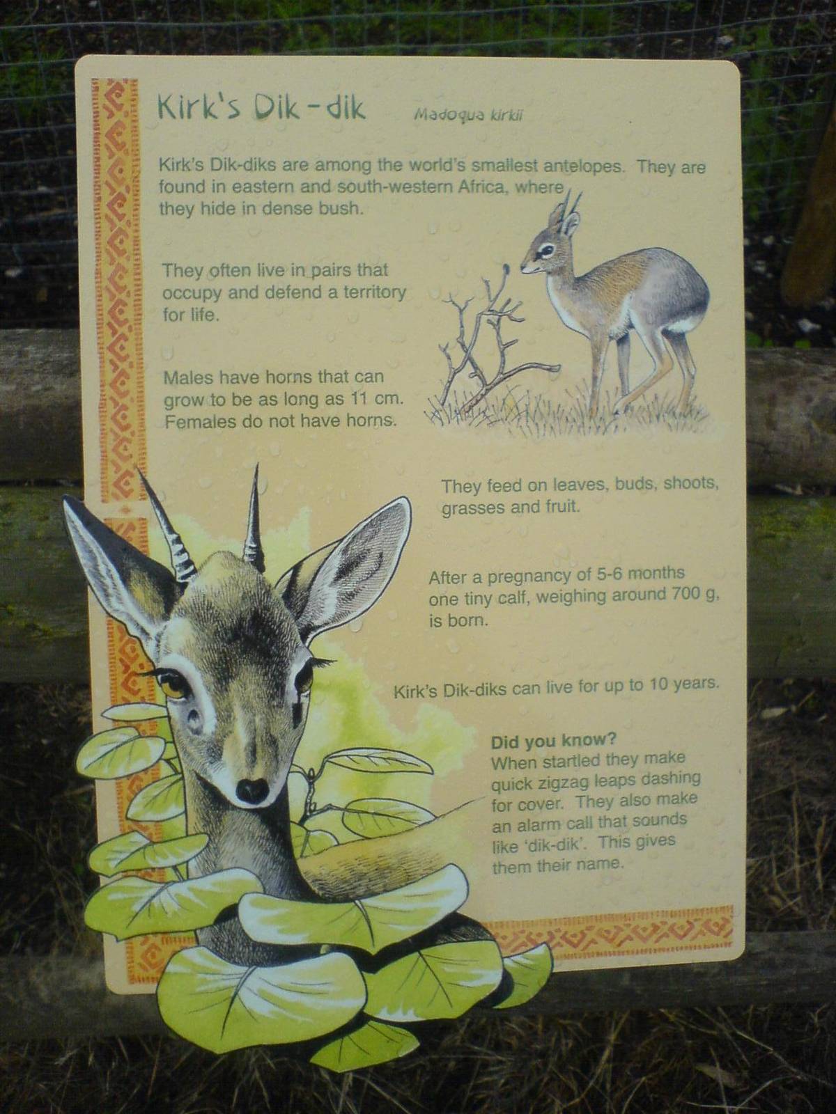 Dik-Dik information sign